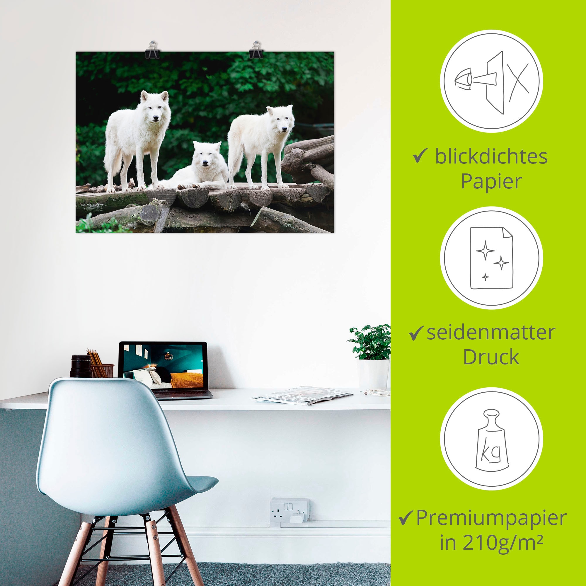 Artland Poster »Arktische Wölfe« Wildtiere 1 Stk. tlg. ohne Rahmen