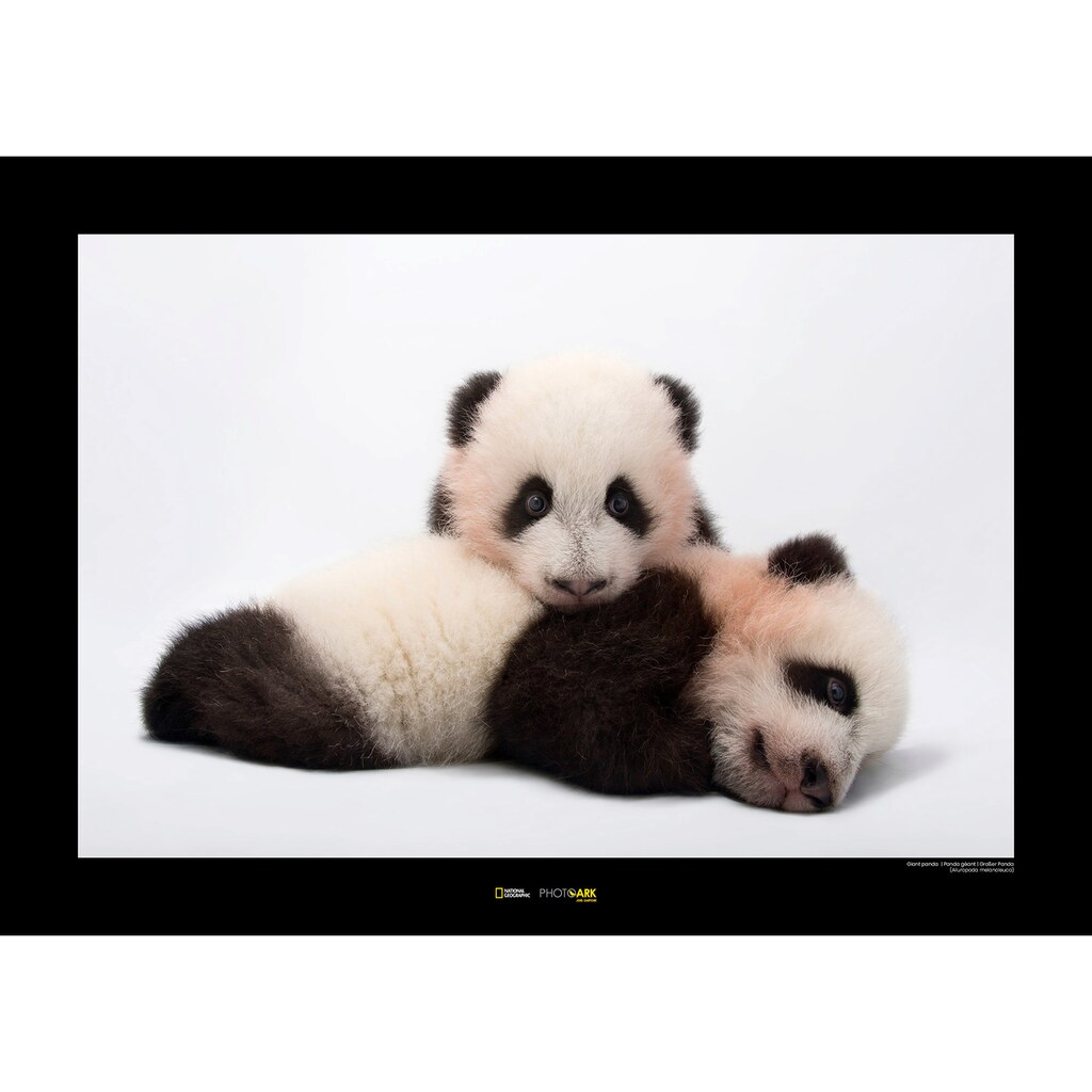 Komar Poster »Giant Panda«, Tiere