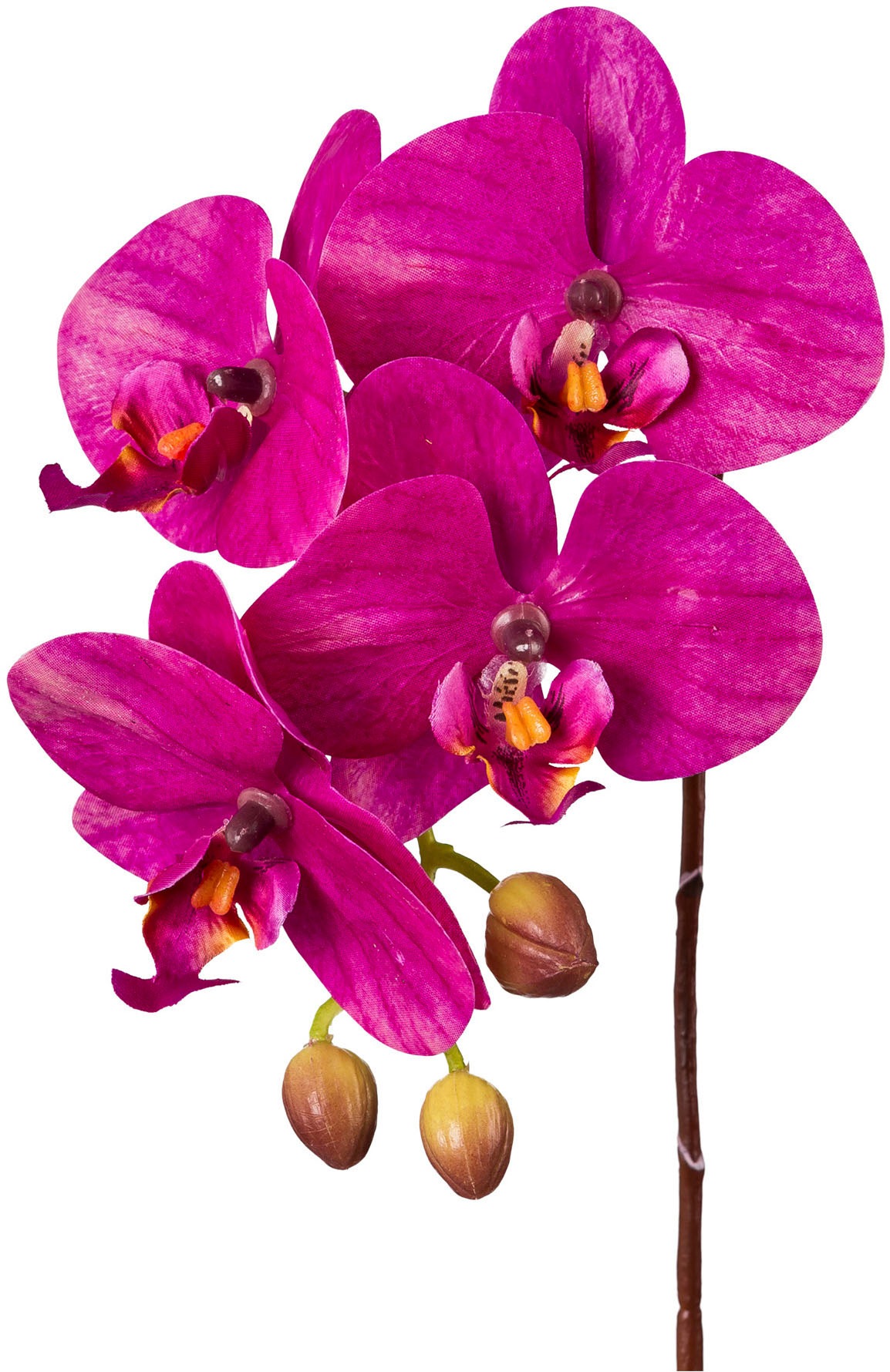 Creativ green Kunstorchidee »Orchidee Phalaenopsis«, mit real-touch-Blüten