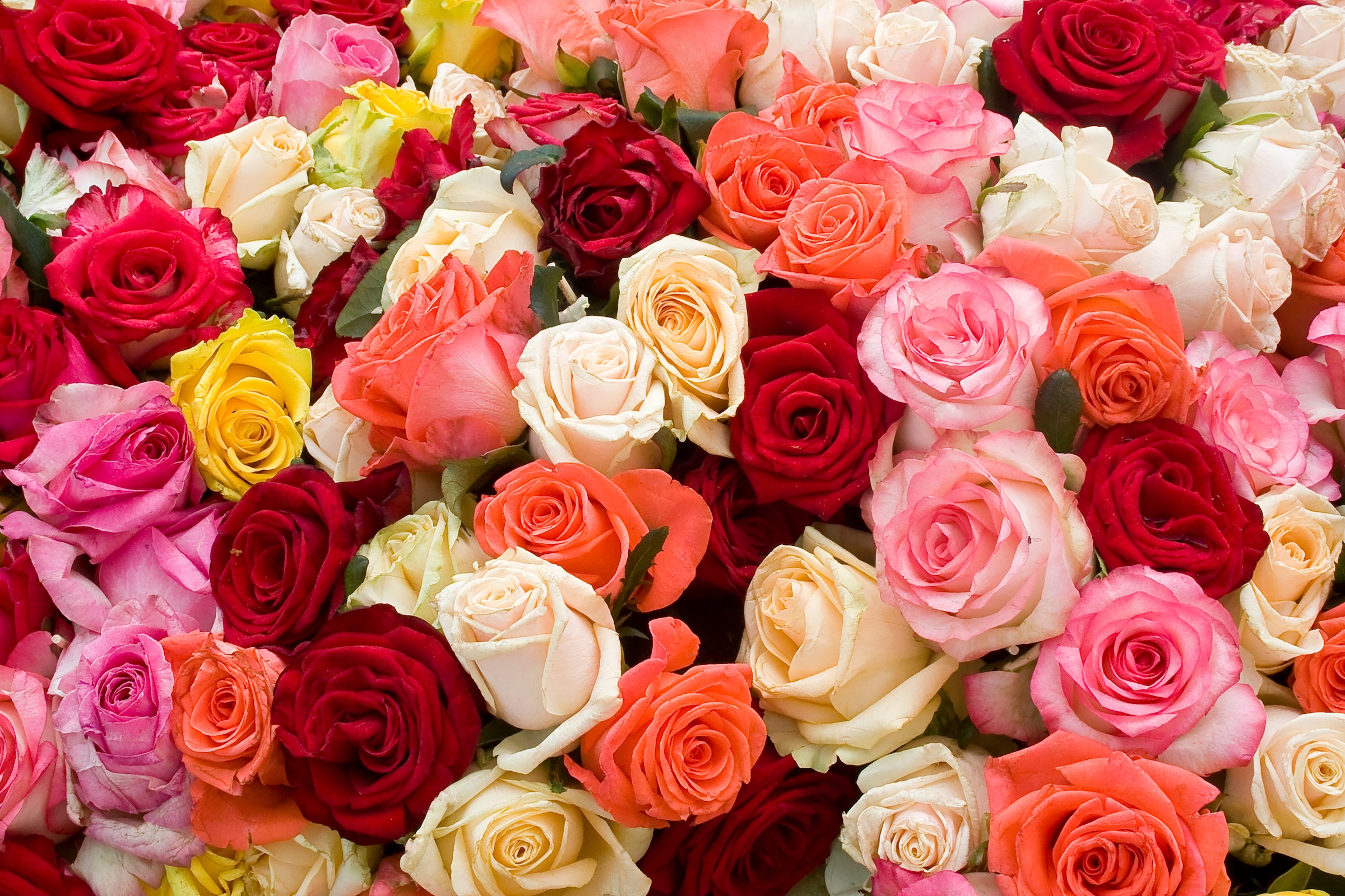 Papermoon Fototapete »Roses« glatt günstig online kaufen