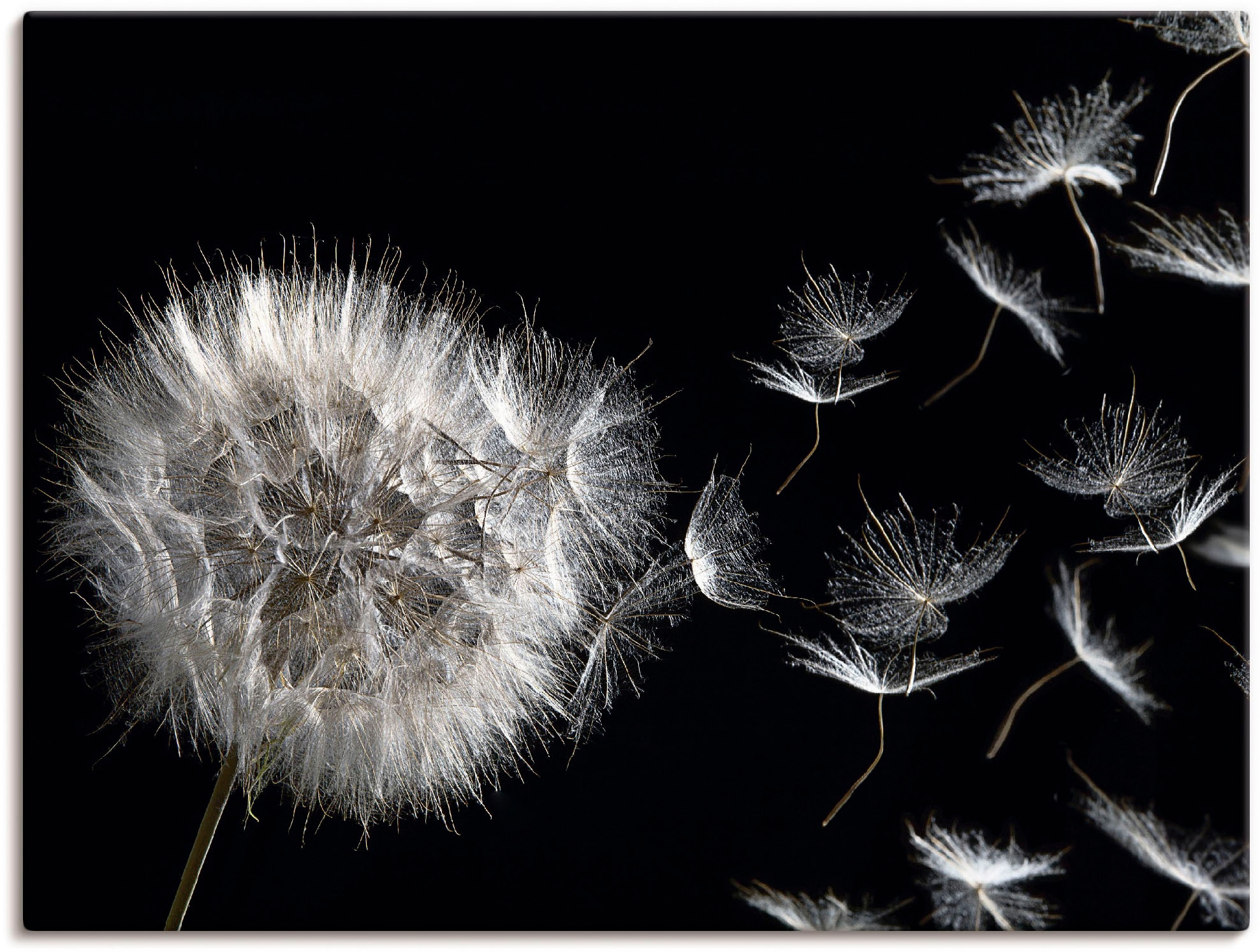 Artland Wandbild »Pusteblume«, Blumenbilder, (1 St.), als Alubild, Outdoorb günstig online kaufen