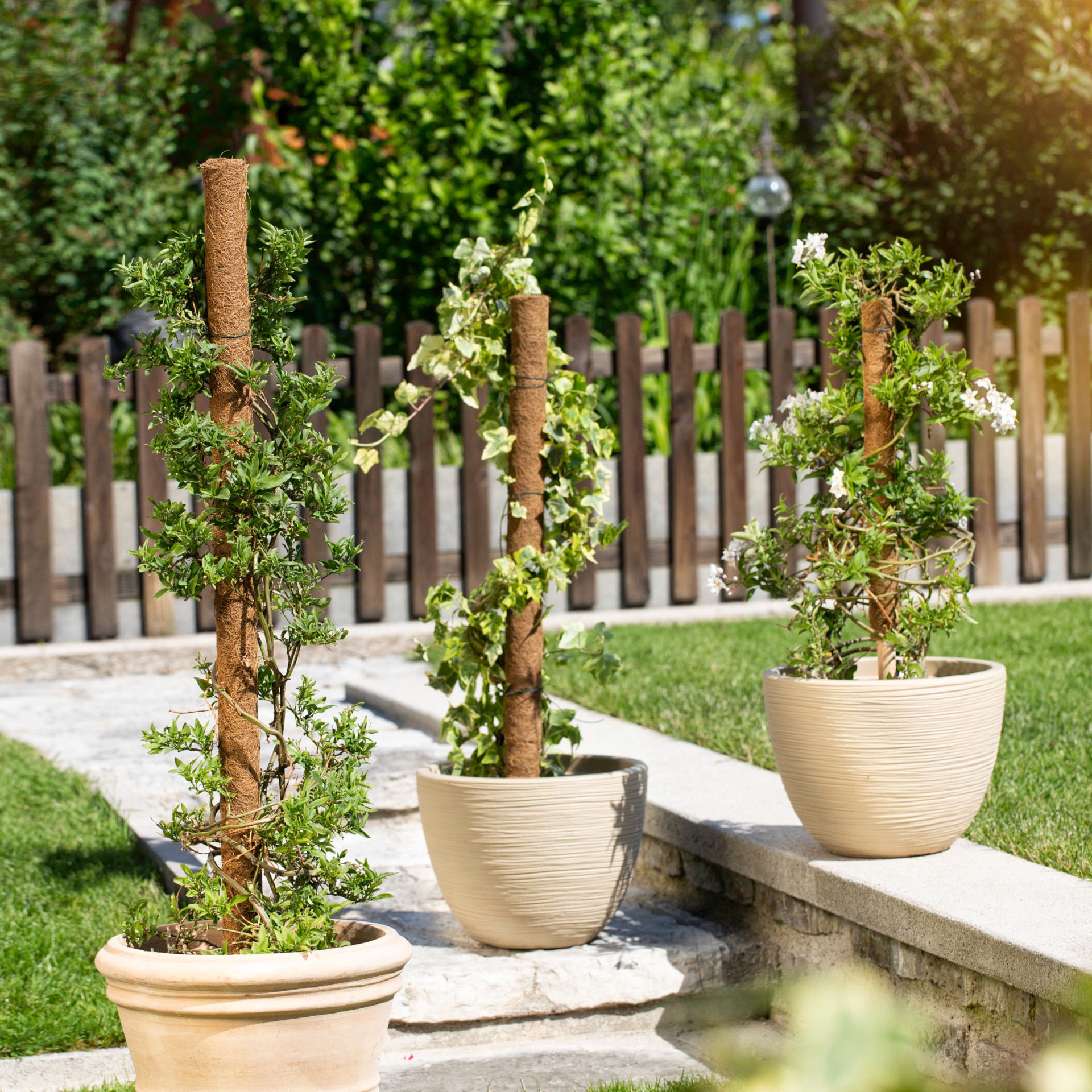 Windhager Rankhilfe »aus Kokos, Pflanzstäbe verlängerbar, Ø 4,5 cm, Rankstab« für hochwachsende Zimmerpflanzen, erhältlich in 60, 80 oder 110 cm