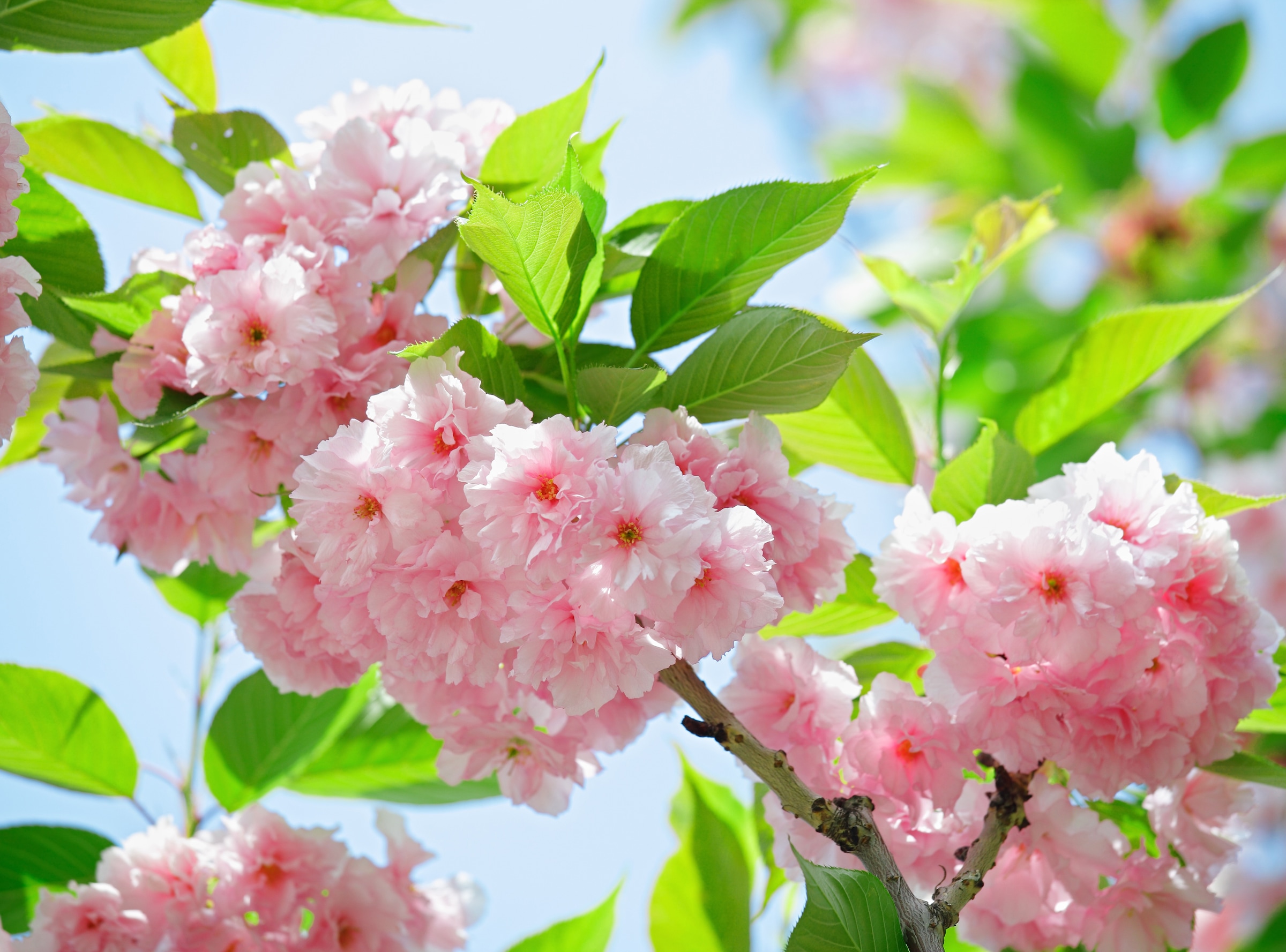 Papermoon Fototapete »Sakury Cherry Blossom« glatt günstig online kaufen
