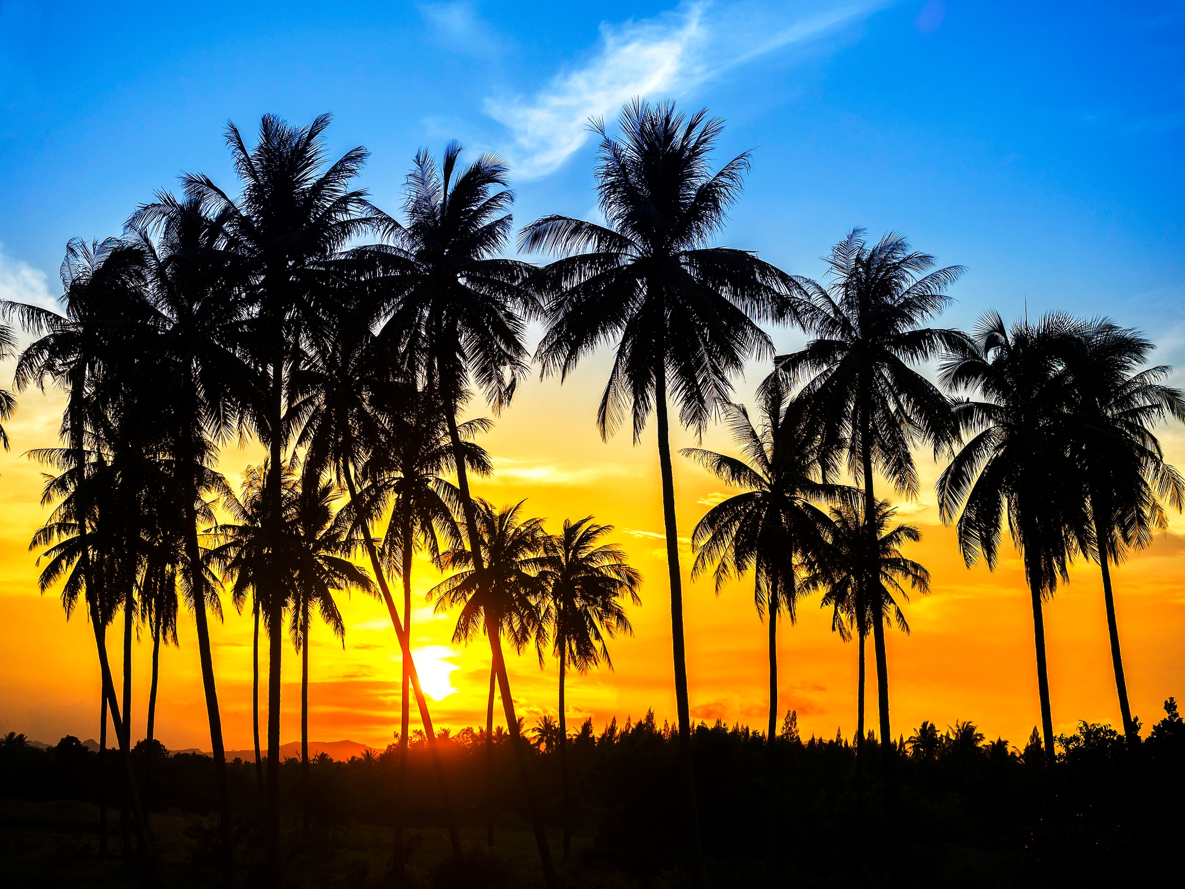 Papermoon Fototapete »Coconut Palm Trees« günstig online kaufen