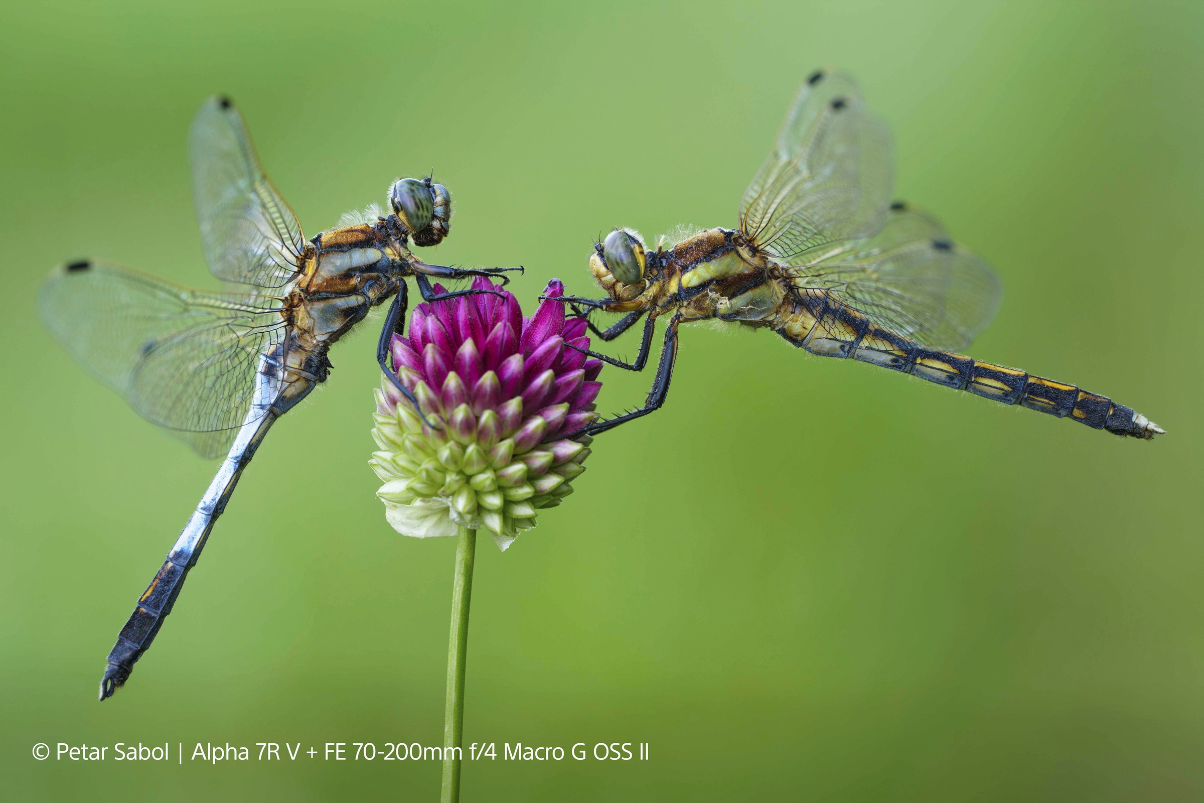 36. Bild von Sony Objektiv »FE 70–200 mm F4 Makro G OSS Ⅱ«