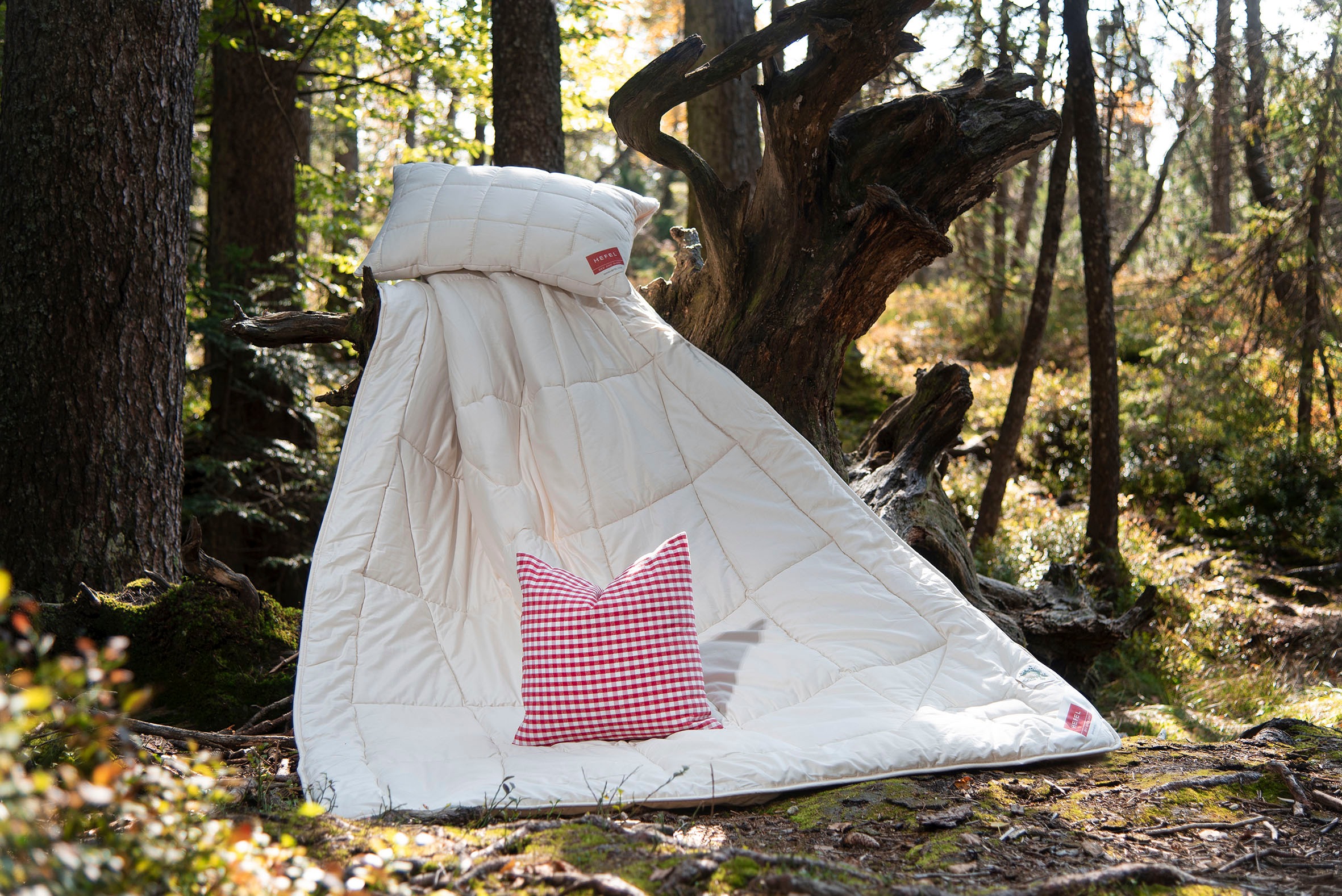 Hefel Naturhaarbettdecke »Bio Zirbe, Bettdecke 135x200 cm, 155x220 cm« norm günstig online kaufen