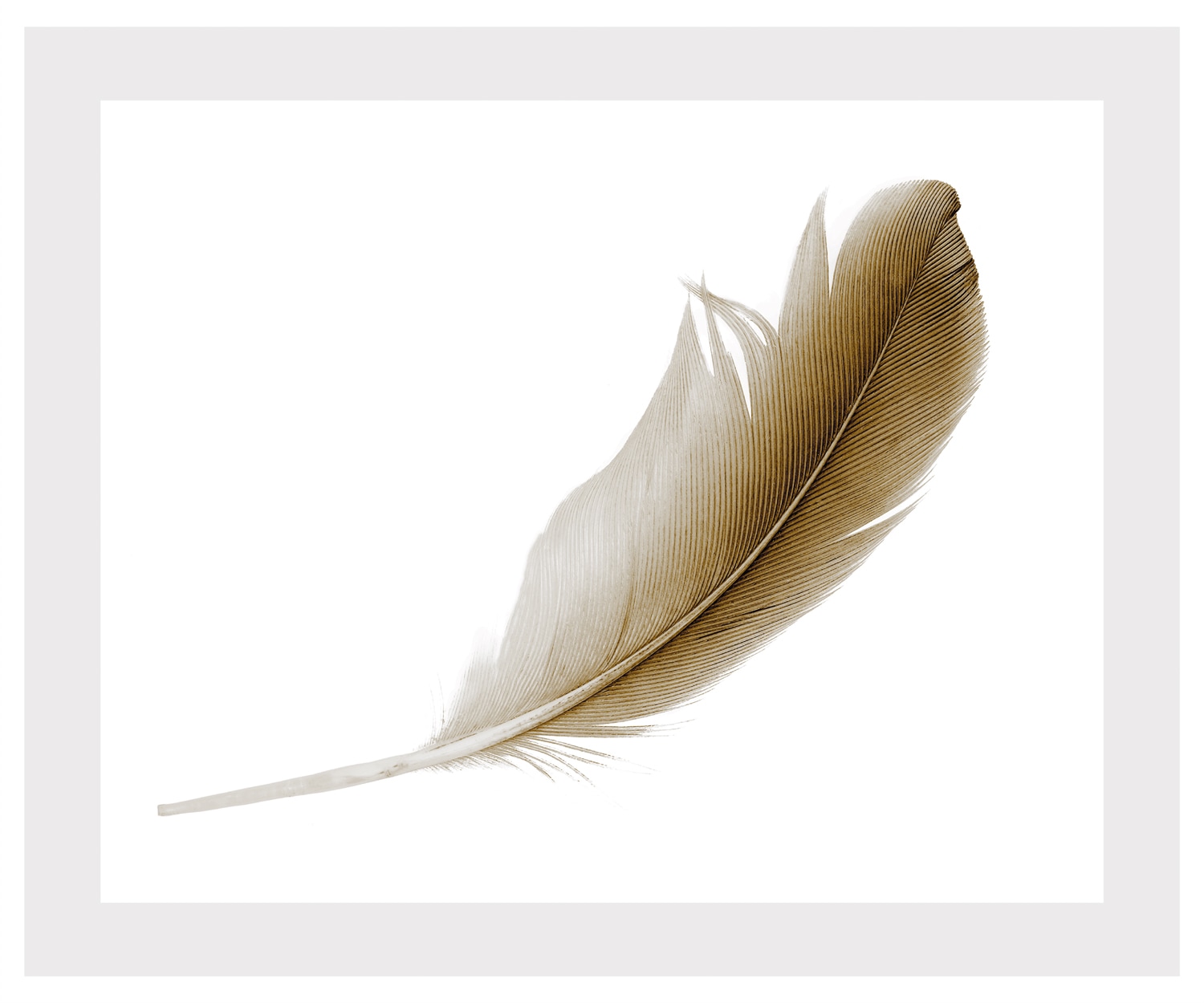 queence Bild »Malena« Federn | Kunst
