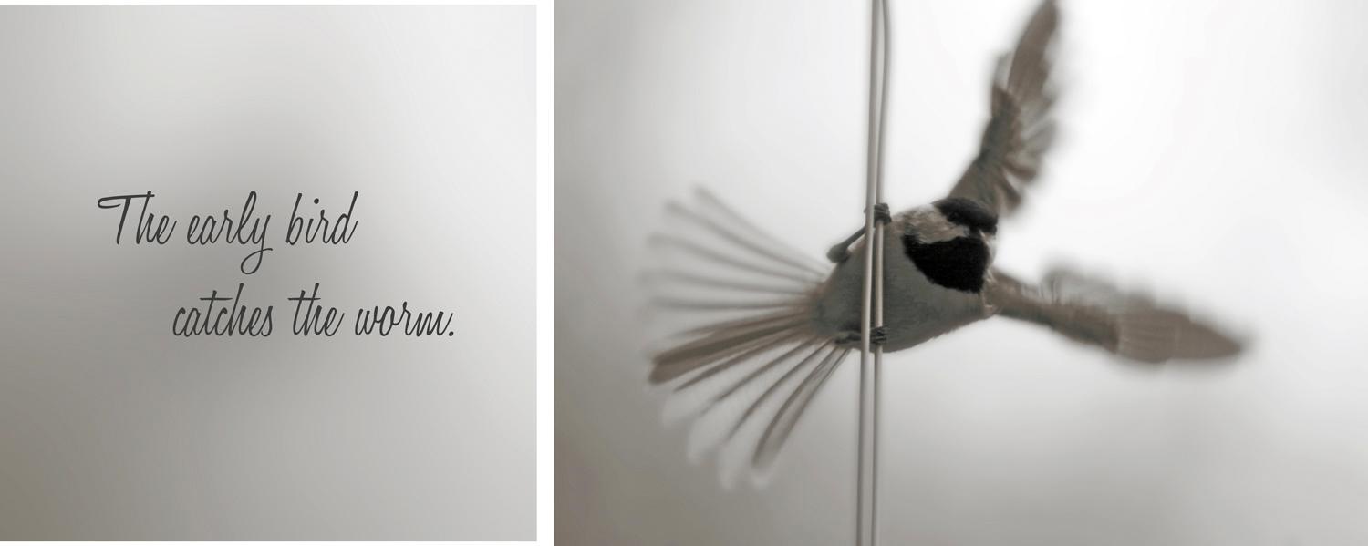 queence Leinwandbild »Early Bird«, Vogelbilder-Vögel-Kunst-Modern-Spa-Spa B günstig online kaufen
