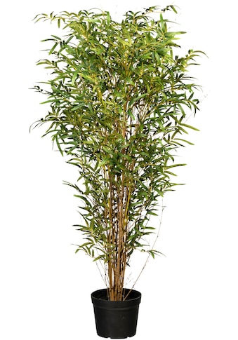 Creativ green Kunstbaum »Bambus«, (1 St.) kaufen
