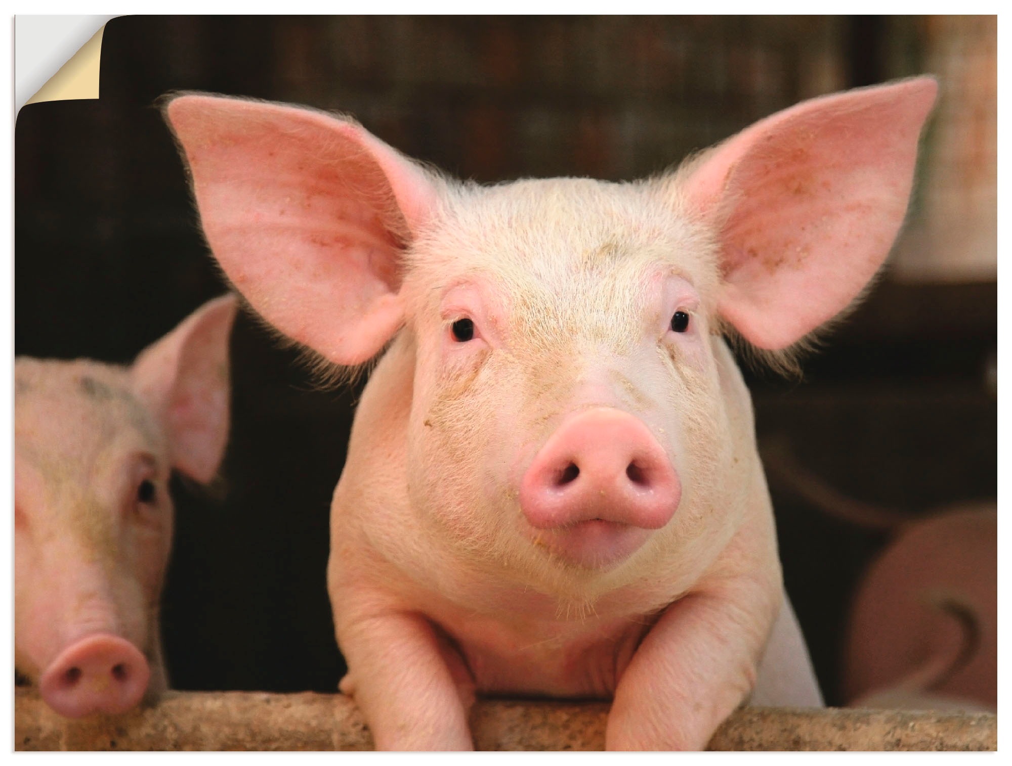 Artland Wandbild »Vorwitziges Schwein«, Haustiere, (1 St.), als Alubild,  Leinwandbild, Wandaufkleber oder Poster in versch. Größen auf Rechnung  bestellen