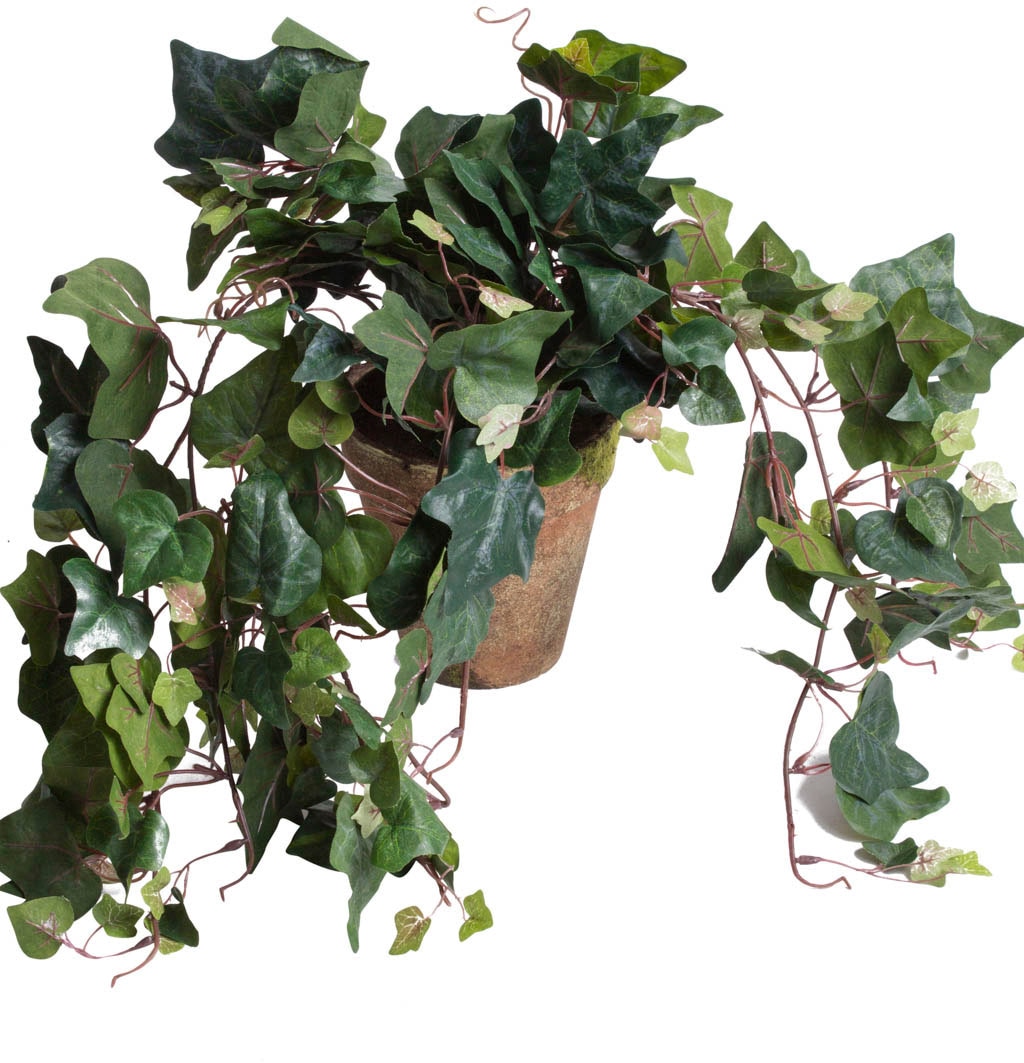Botanic-Haus Künstliche Zimmerpflanze »Efeuhängebusch«