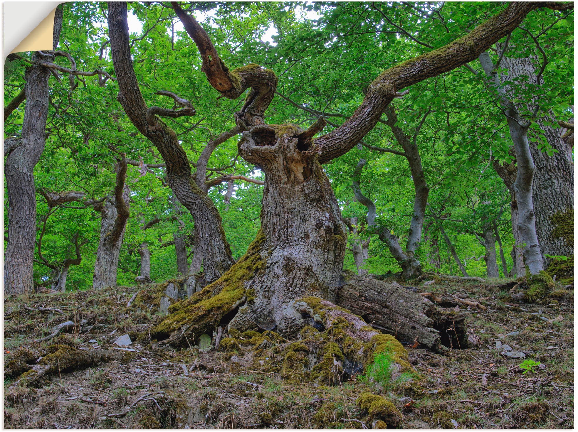 Artland Wandfolie »Eichen wie ein Märchenwald«, Wald, (1 St.), selbstkleben günstig online kaufen