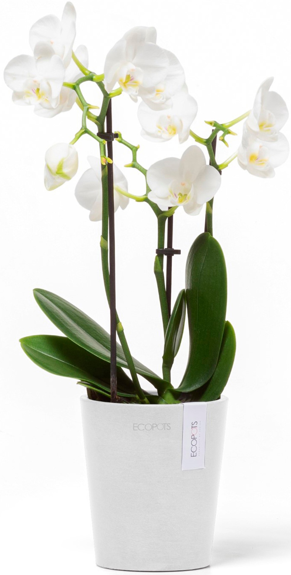 ECOPOTS Blumentopf »Morinda Orchidee 11 Weiß«, für den Innenbereich