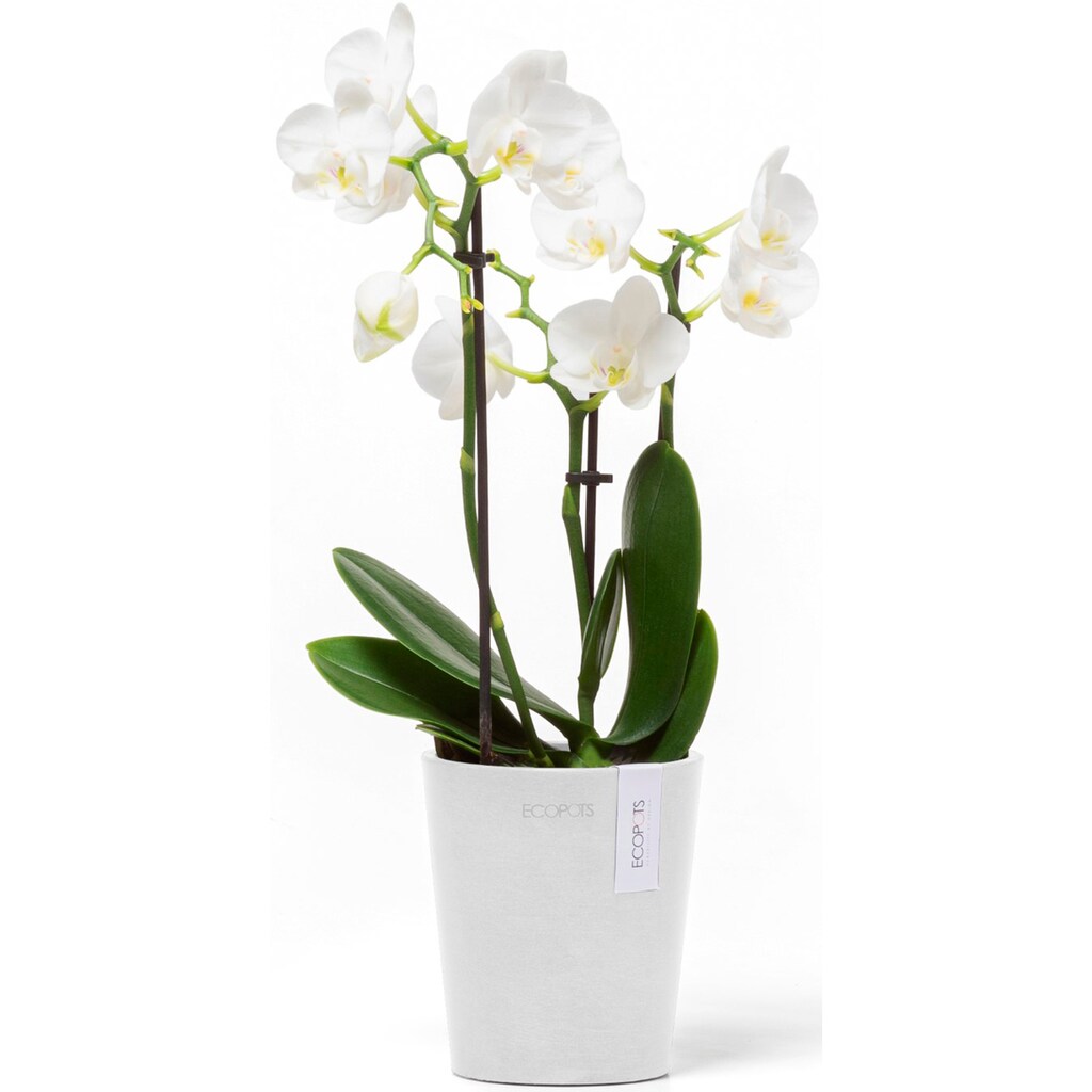 ECOPOTS Blumentopf »Morinda Orchidee 11 Weiß«