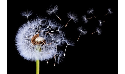 Fototapete »Photo-Art BESS HAMITI, LÖWENZAHN WEHT«