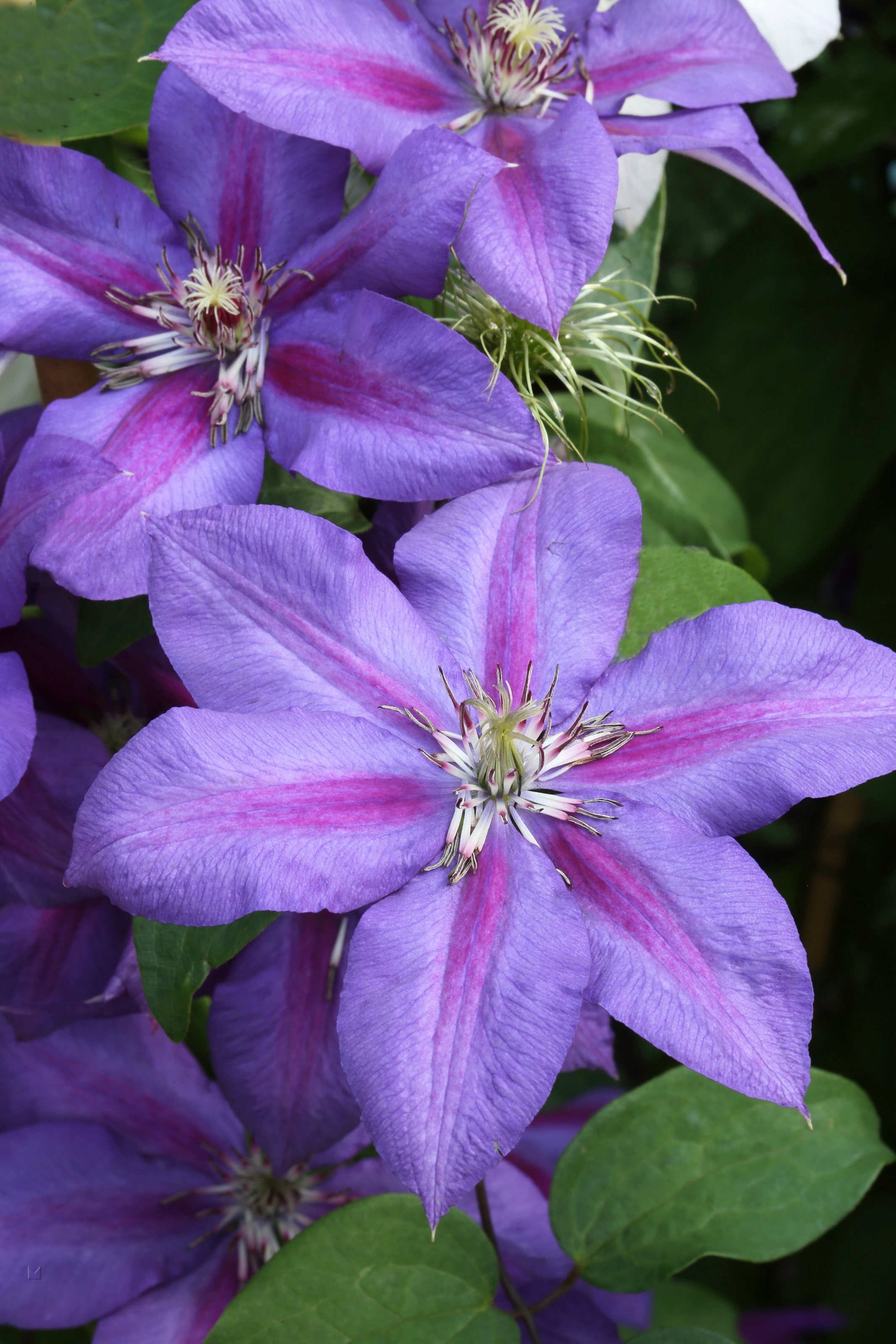 BCM Kletterpflanze »Waldrebe 'Mrs. N. Thompson'«, (1 St.), Höhe: 40-60 cm, 1 Pflanze kaufen