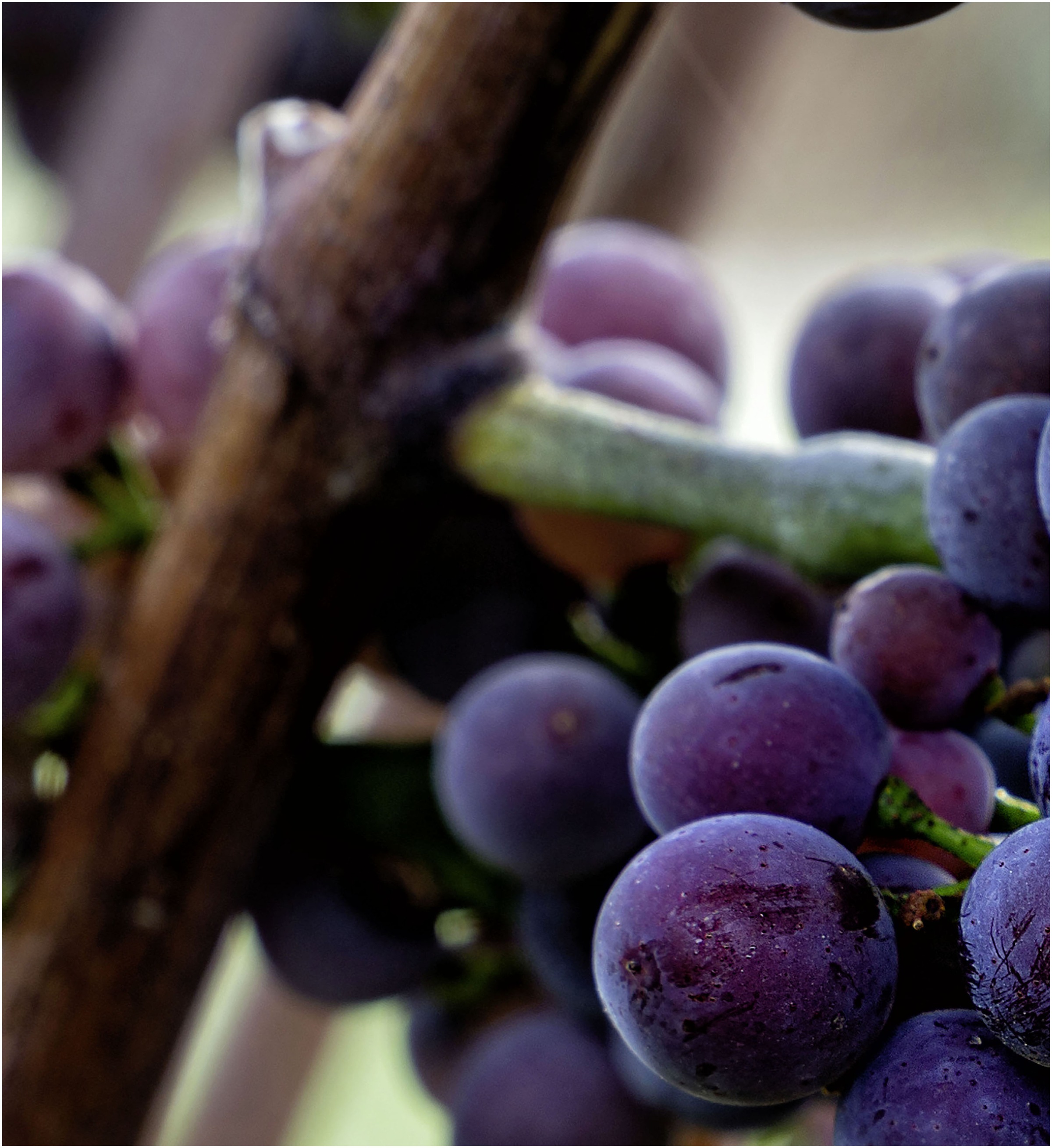 Express Küchen Küchenrückwand »"Weintrauben", als Spritzschutz geeignet, mi günstig online kaufen