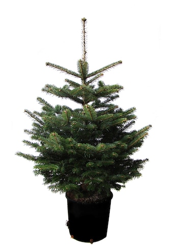 Weihnachtsbaumland Echter Weihnachtsbaum »Echte Nordmanntanne zum Einpflanzen,... kaufen