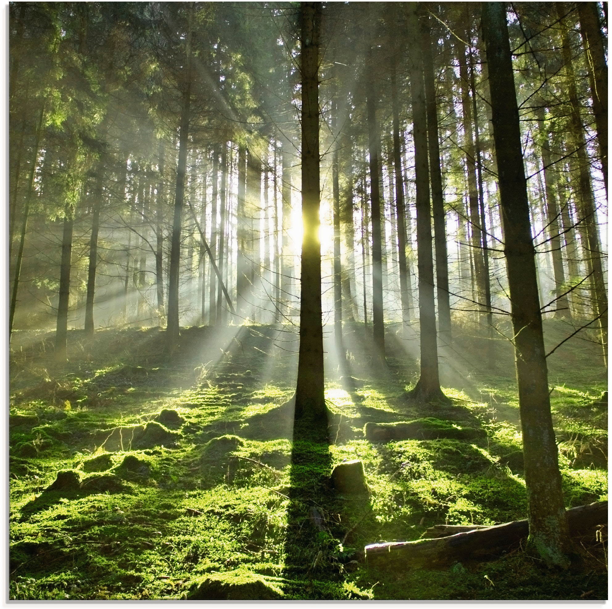 Artland Glasbild »Wald im Gegenlicht«, Wald, (1 St.), in verschiedenen Größen