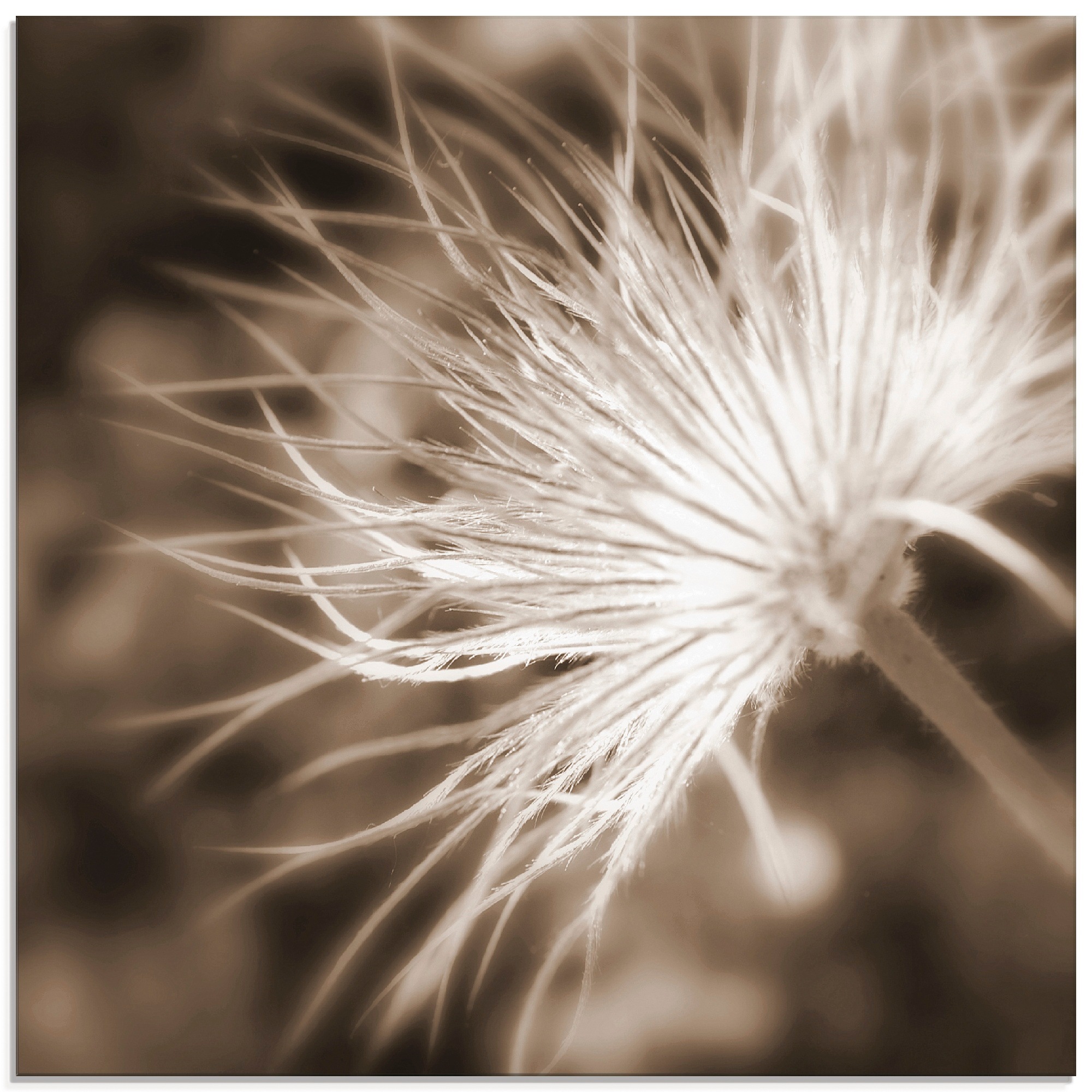 Artland Glasbild "leicht wie eine Feder", Blumen, (1 St.), in verschiedenen günstig online kaufen