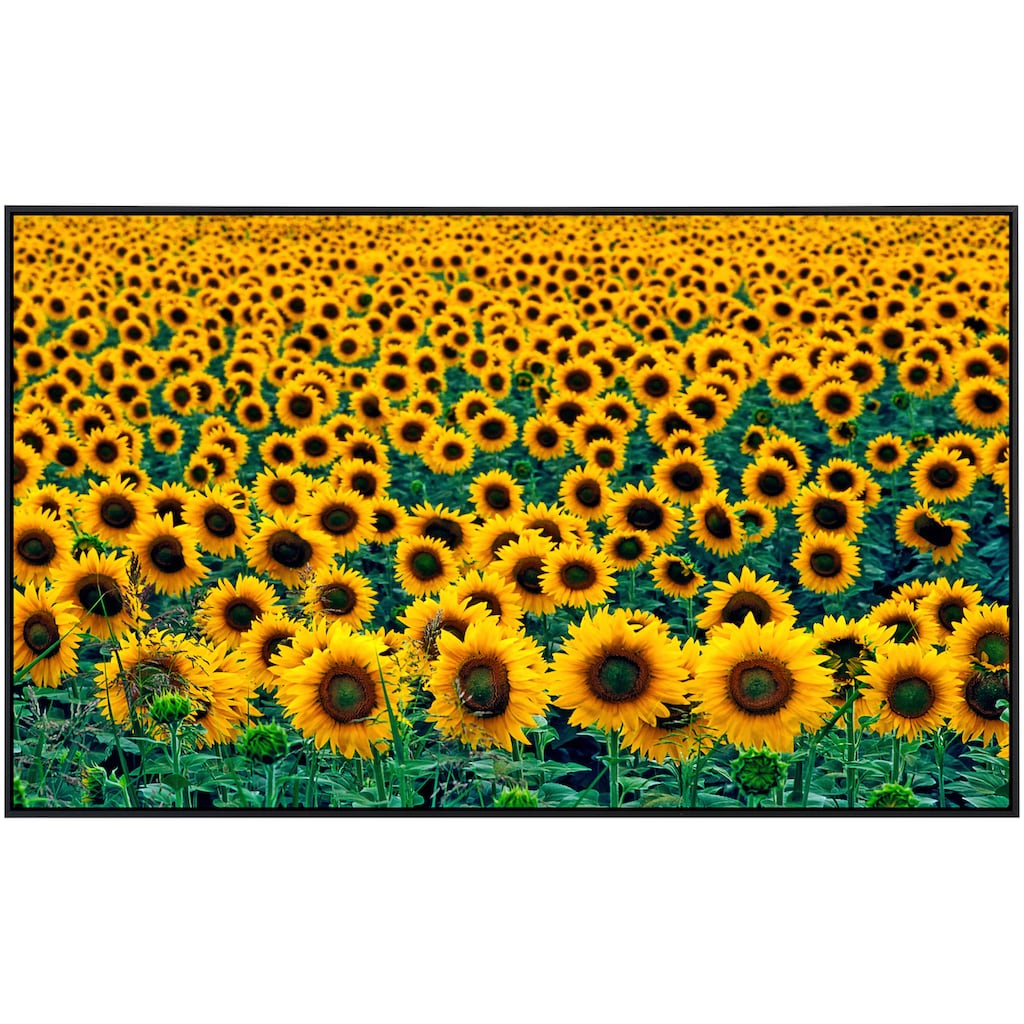 Papermoon Infrarotheizung »Feld der Sonnenblumen«