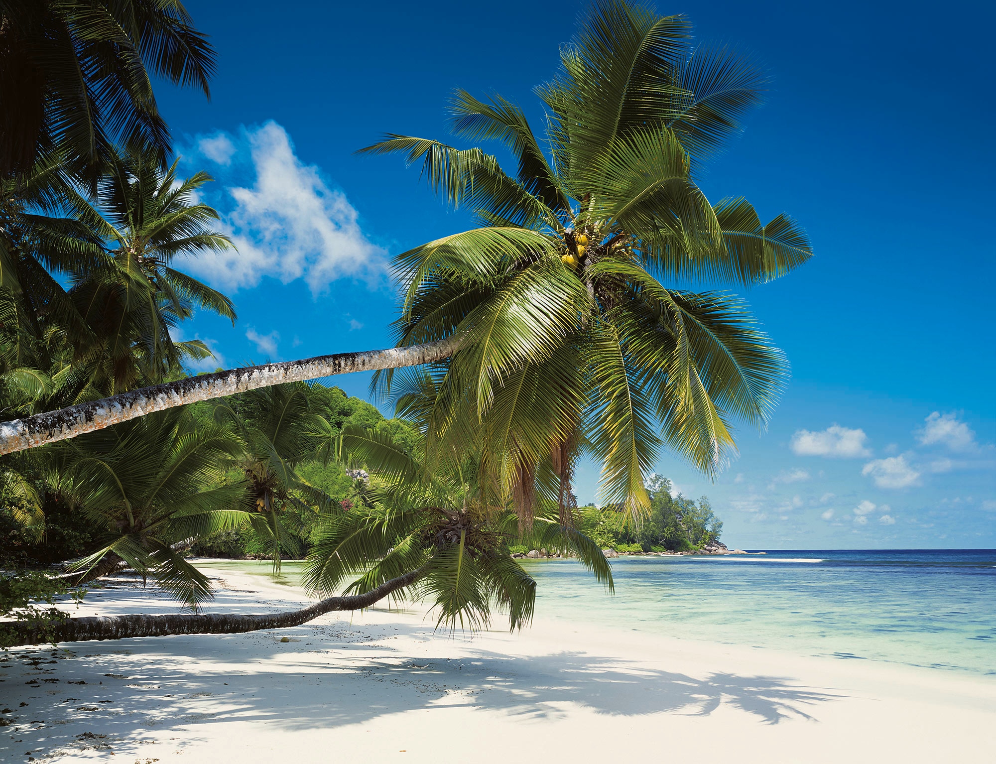 Komar Fototapete »Coconut Bay«, 368x254 cm (Breite x Höhe)