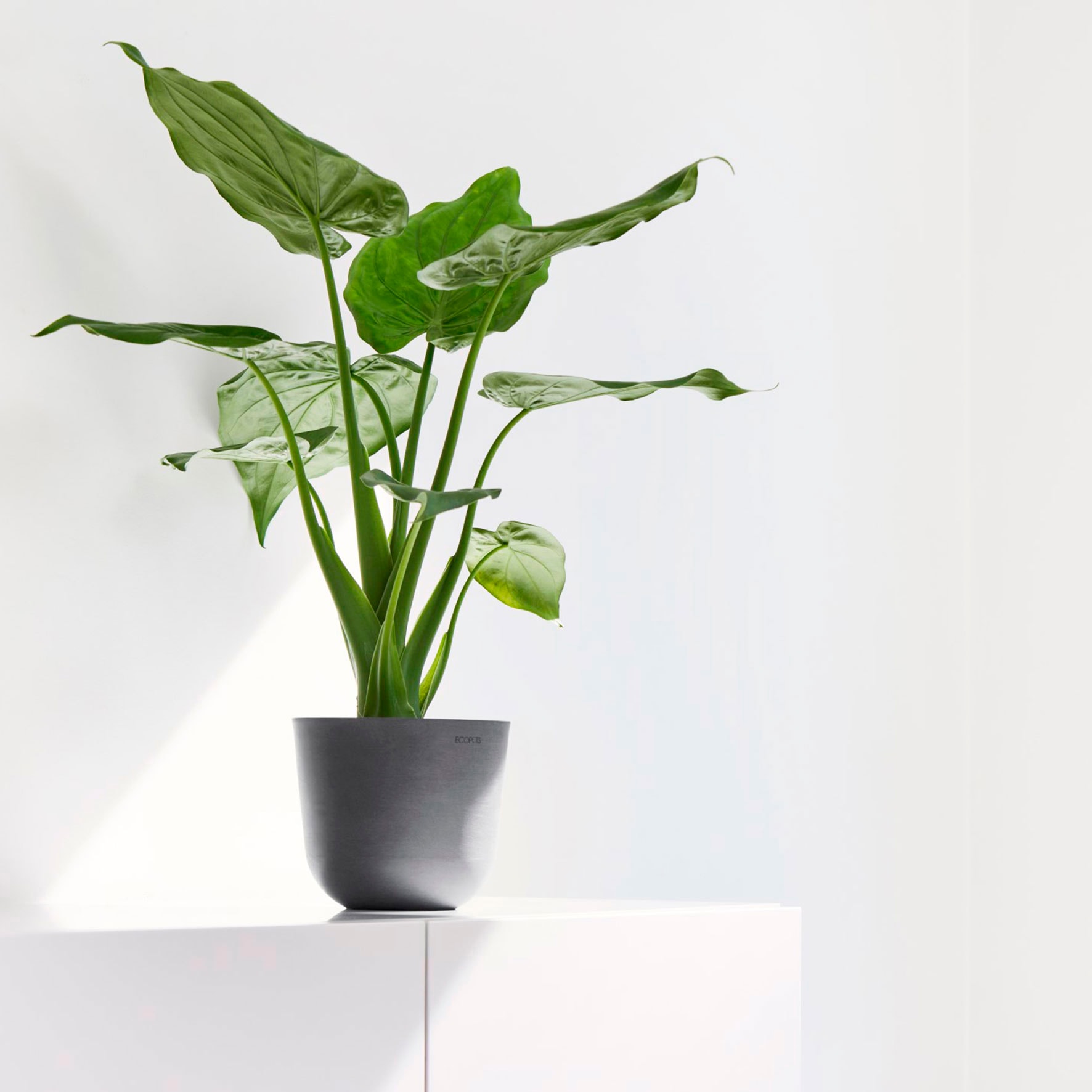 ECOPOTS Blumentopf »Oslo Mini 16 Grau«, für den Innenbereich