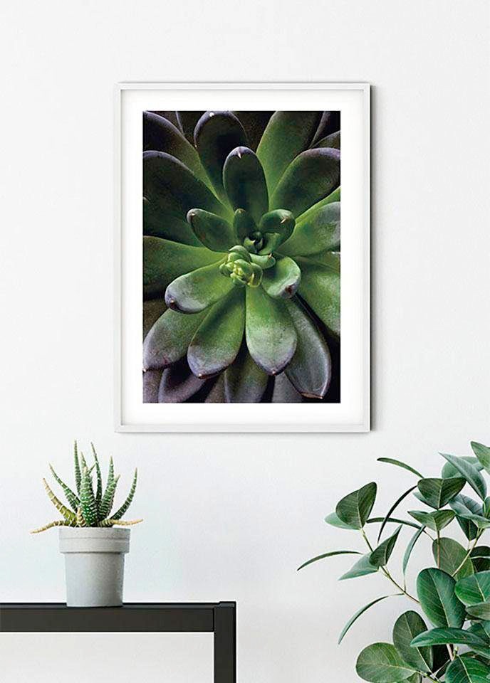 Komar Bild »Succulent Single«, Pflanzen-Blätter, (1 St.), Wandbild zur Dekoration - ohne Rahmen