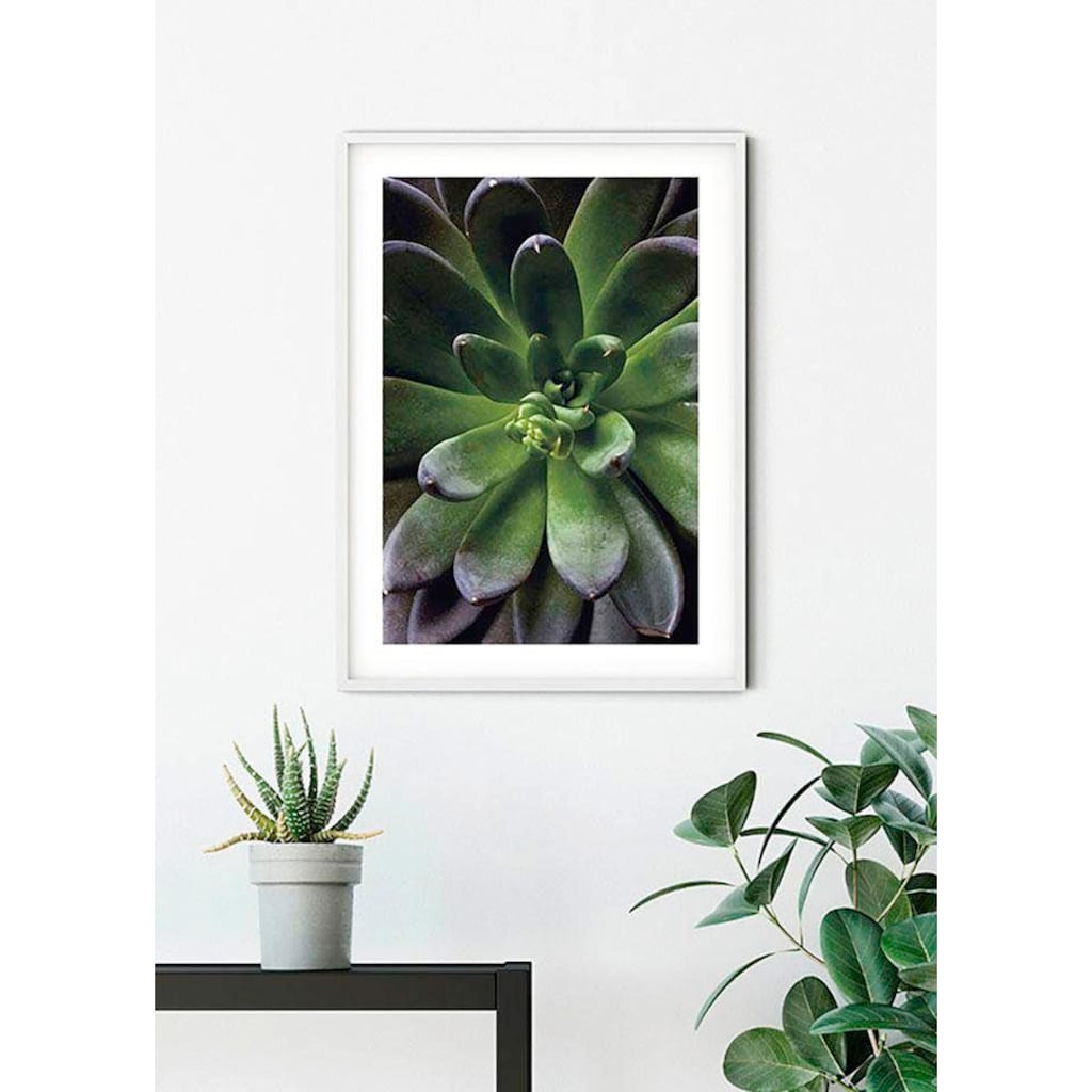 Komar Poster »Succulent Single«, Pflanzen-Blätter, (1 St.)