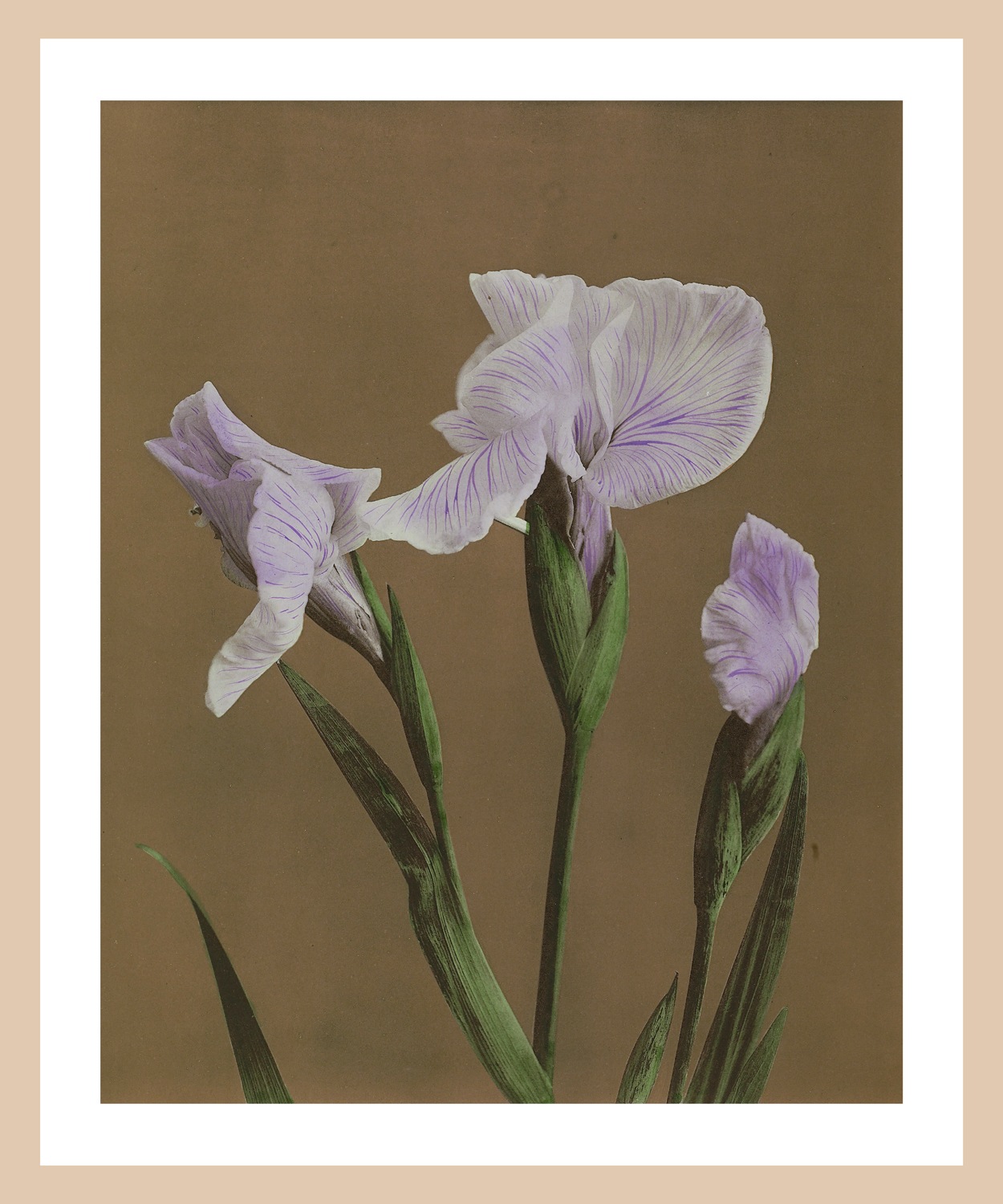 queence Bild mit Rahmen »Irma«, Blumen-Pflanzen-Kunst-Blumenbilder, Premium günstig online kaufen