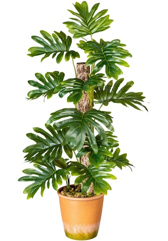 Creativ green Künstliche Zimmerpflanze »Blattpflanze Monstera«, (1 St.), im Paperpot kaufen