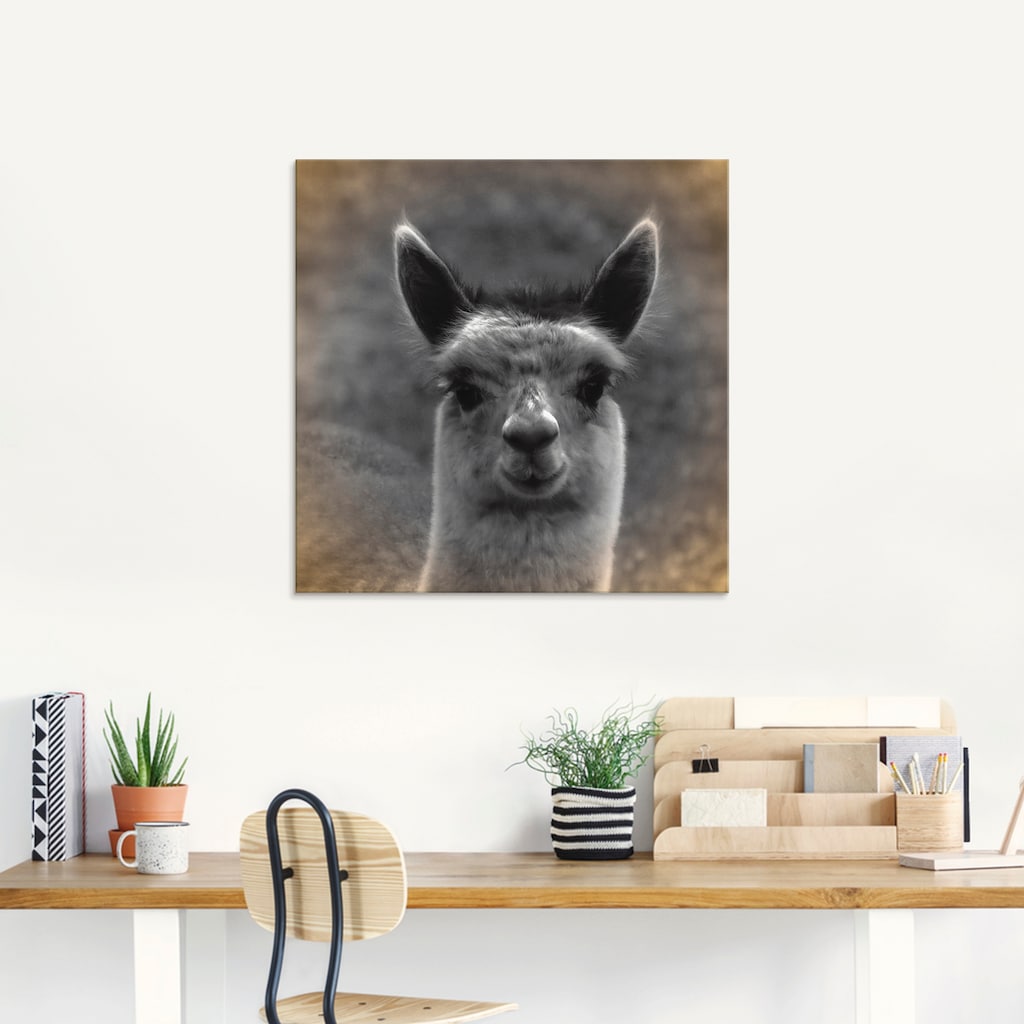 Artland Glasbild »Alpaka Blick«, Wildtiere, (1 St.)