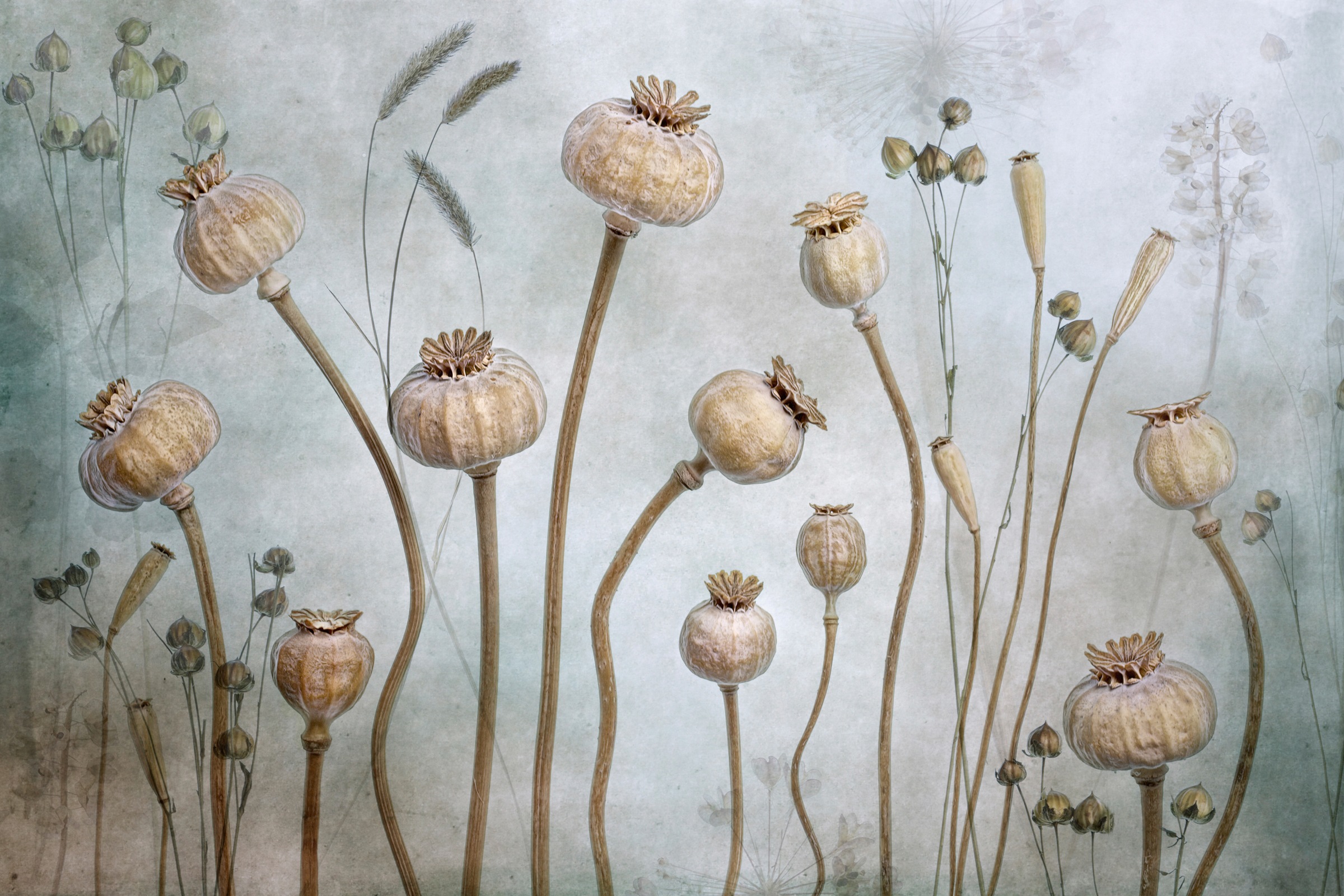 Papermoon Fototapete »Photo-Art MANDY DISHER, MOHN« günstig online kaufen