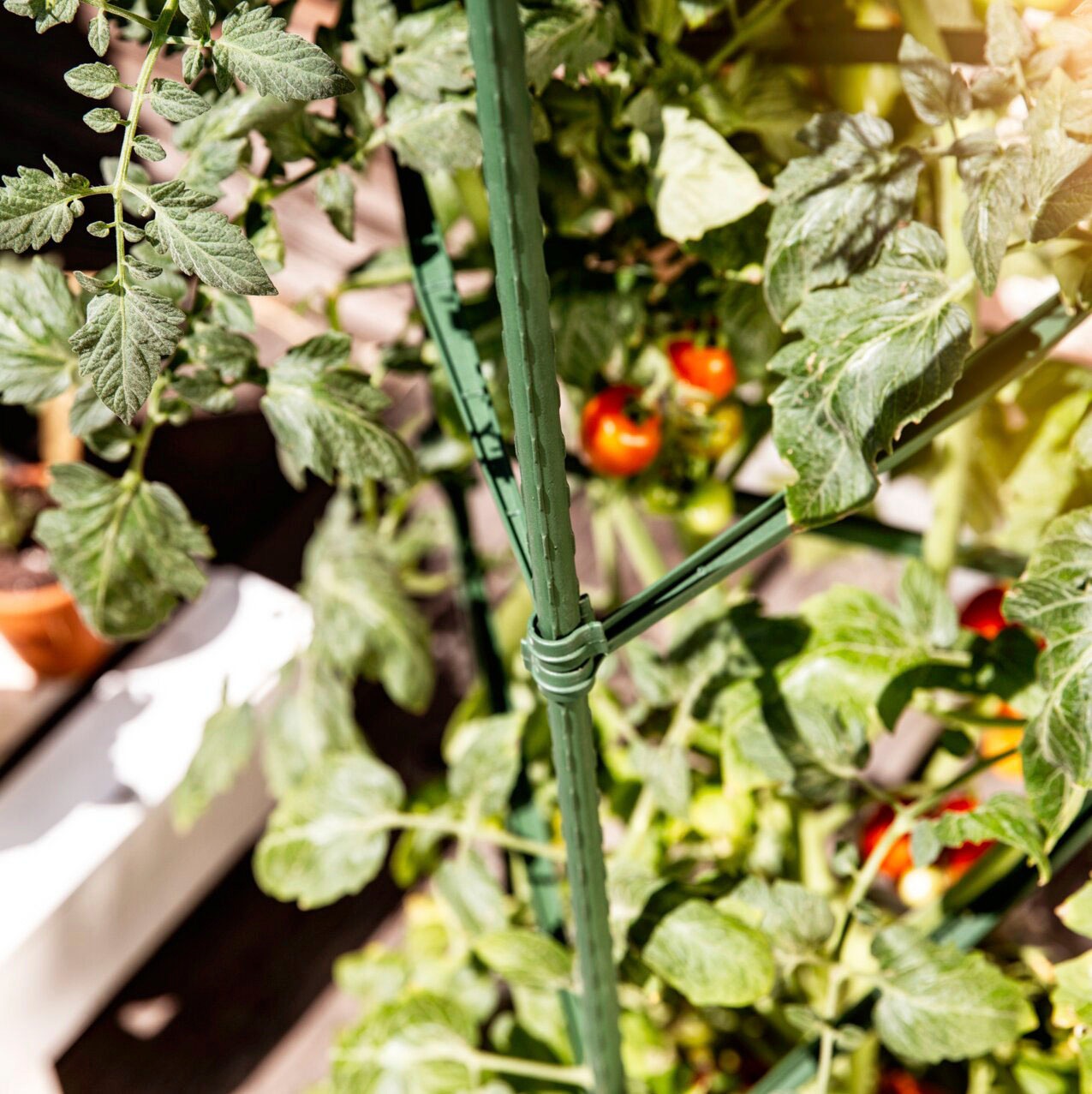 Windhager Ranksäule, Tomaten-Rankturm aus rostfreien Stahlrohren, H: 150 cm