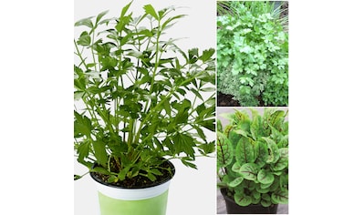 Volmary Gewürzkraut »Salat Mix Kräuter«, (3 St.), Höhe: 25 cm, 3 Pflanzen kaufen