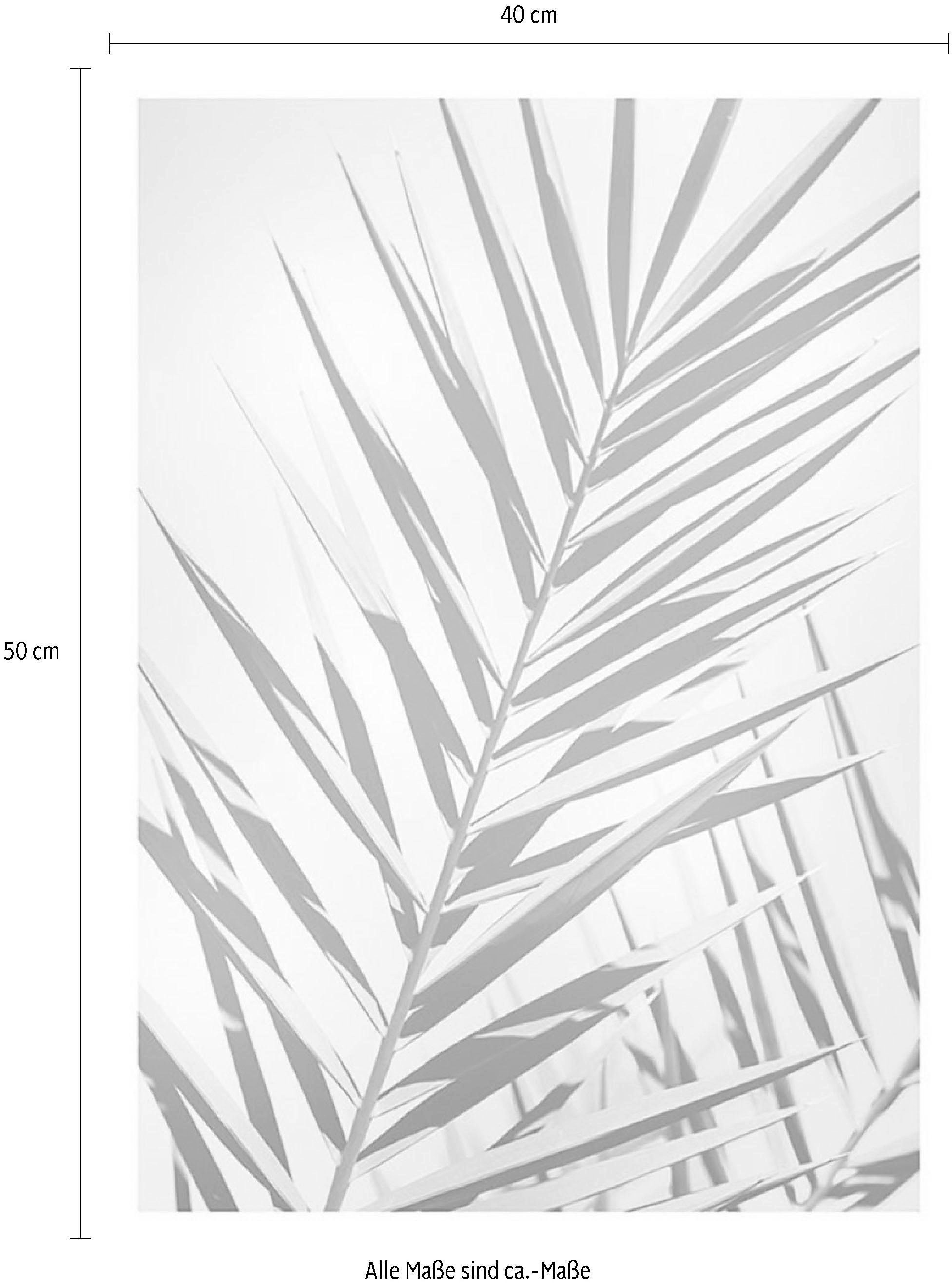 Komar Bild »Shine«, Pflanzen-Blätter, (1 St.), Wandbild zur Dekoration - ohne Rahmen