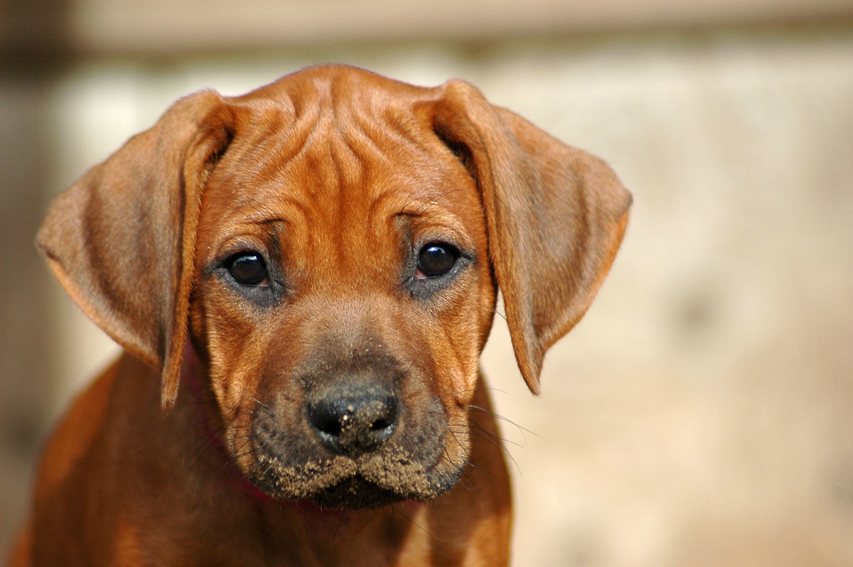 Papermoon Fototapete »Rhodesian Ridgeback Welpe« günstig online kaufen