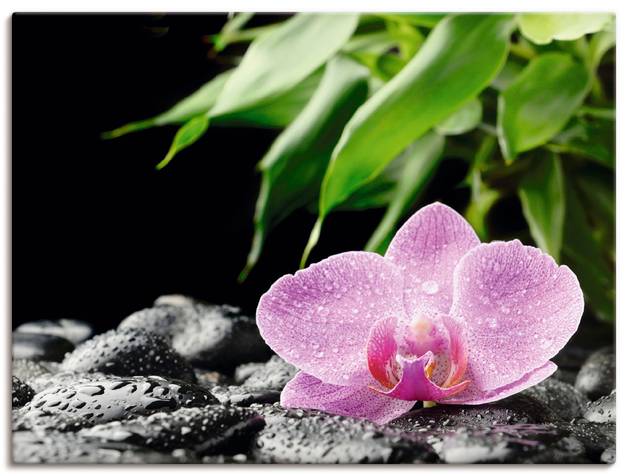 Artland Wandbild »Rosa Orchidee auf schwarzen Zen Steinen«, Blumen, (1 St.) günstig online kaufen