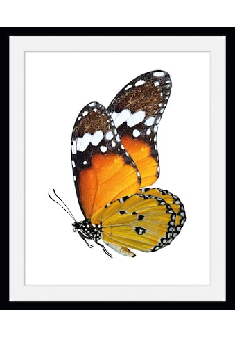 Bild »Mario«, Schmetterlinge, (1 St.)