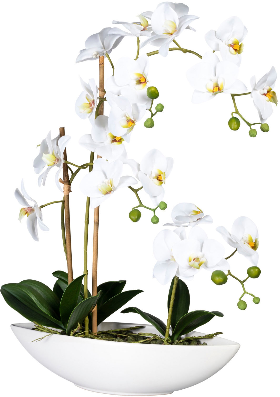 Creativ im »Phalaenopsis«, bestellen Rechnung auf Keramikschiff Kunstorchidee green (1 St.),