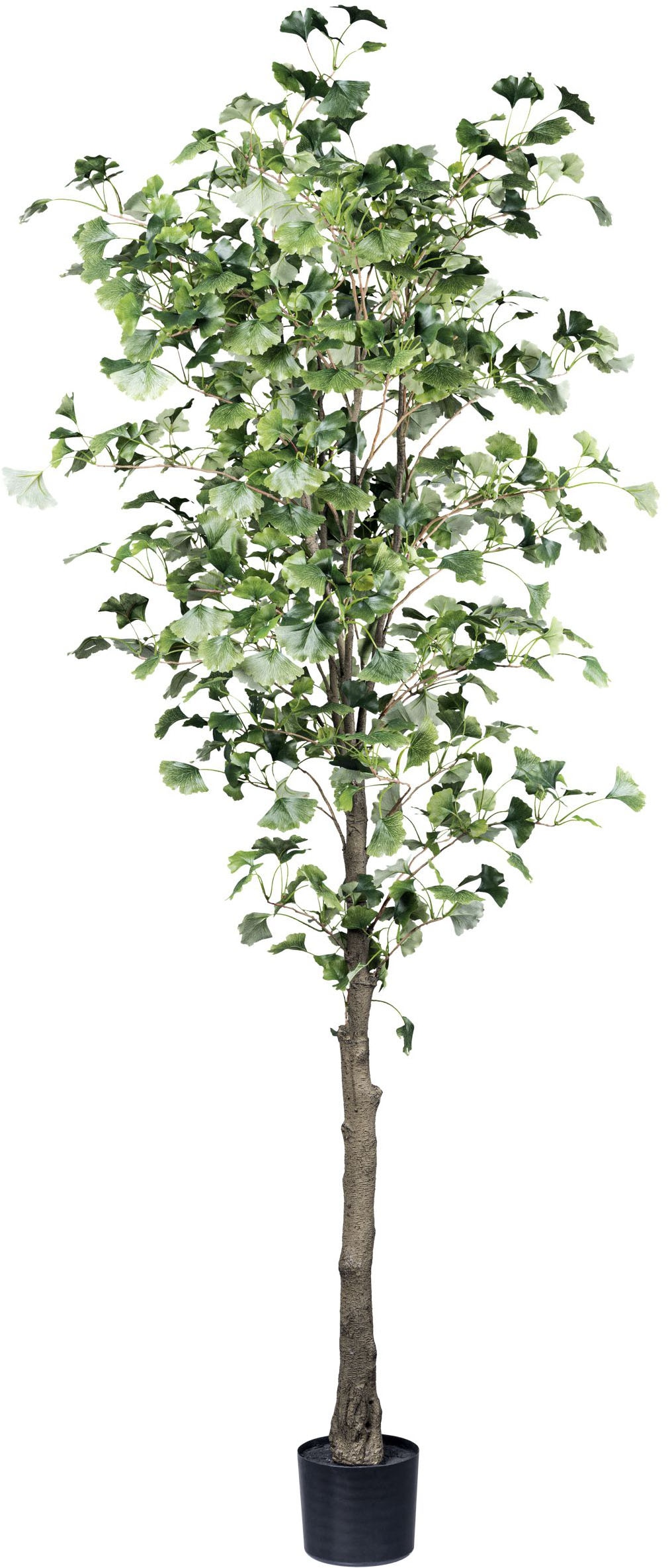 Creativ green Kunstpflanze »Gingkobaum« mit detailgetreuem Blattwerk günstig online kaufen