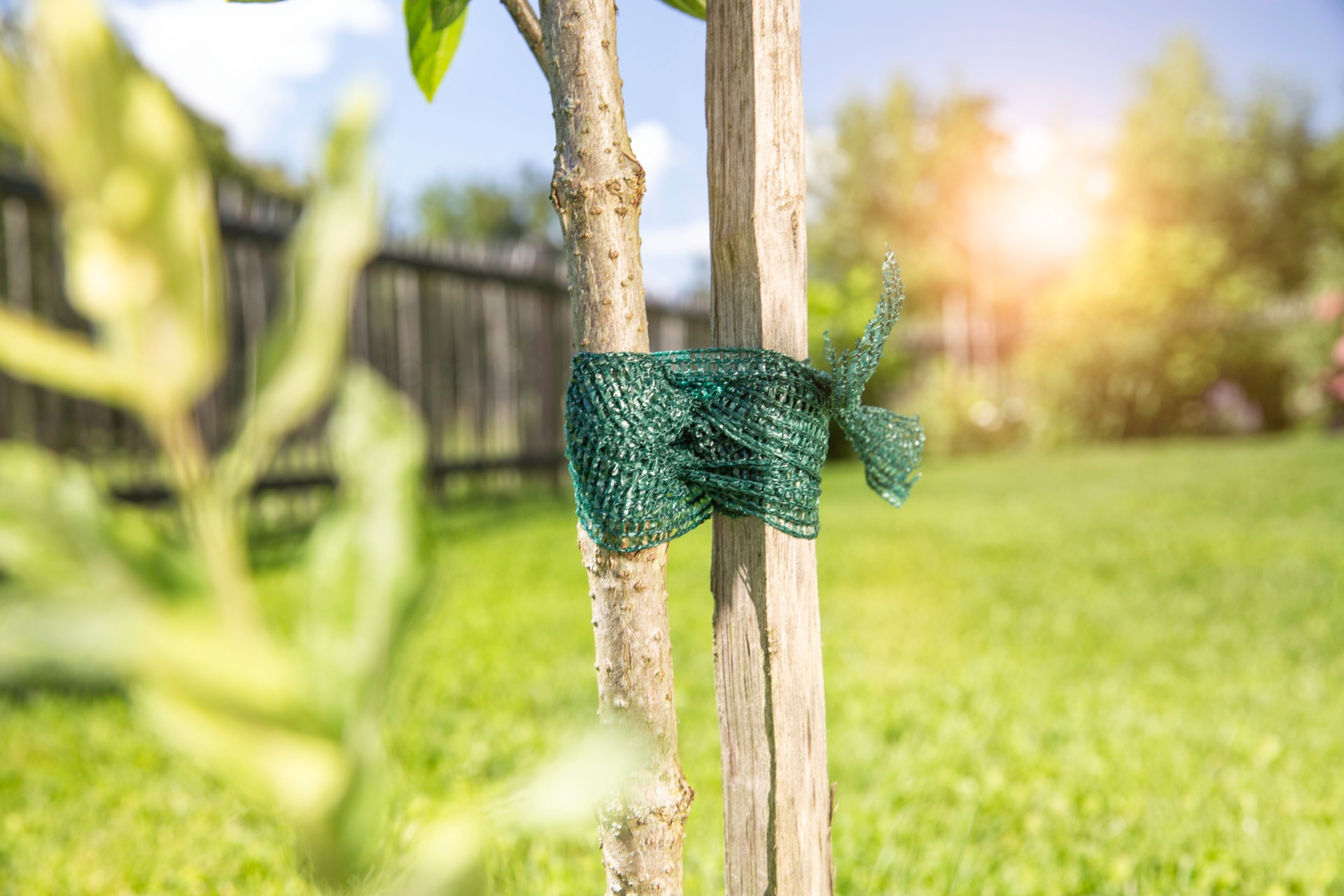 Windhager Pflanzschnur »Baumanbinder für Äste und Bäume, 3 Stk., Pflanzenband aus Kunststoff« Packung, 3 Stk. tlg. Fixierband erhältlich in 3 cm x 3 m oder 3 cm x 50 m, grün