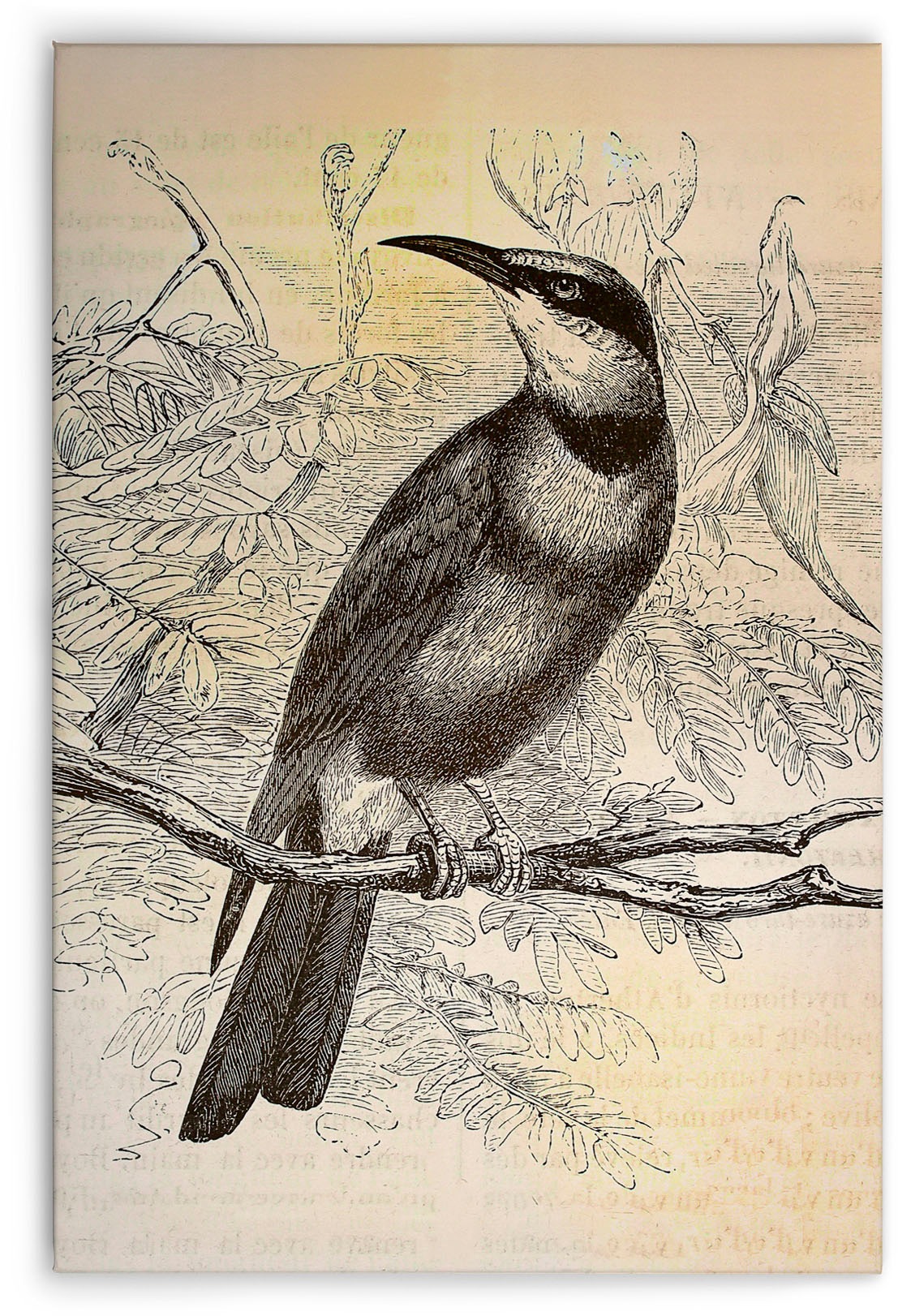 A.S. Création Leinwandbild »vintage birds«, Kunst-Gemälde-Kinder, (1 St.), Vogel Keilrahmen Bild Leinwand-Bild Wohnzimmer modern Wandbild Kinder