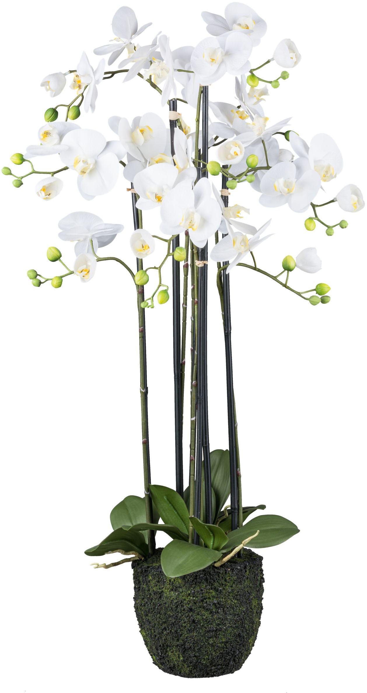 Creativ green Kunstorchidee »Orchidee Phalaenopsis«, im Erdballen und mit r günstig online kaufen