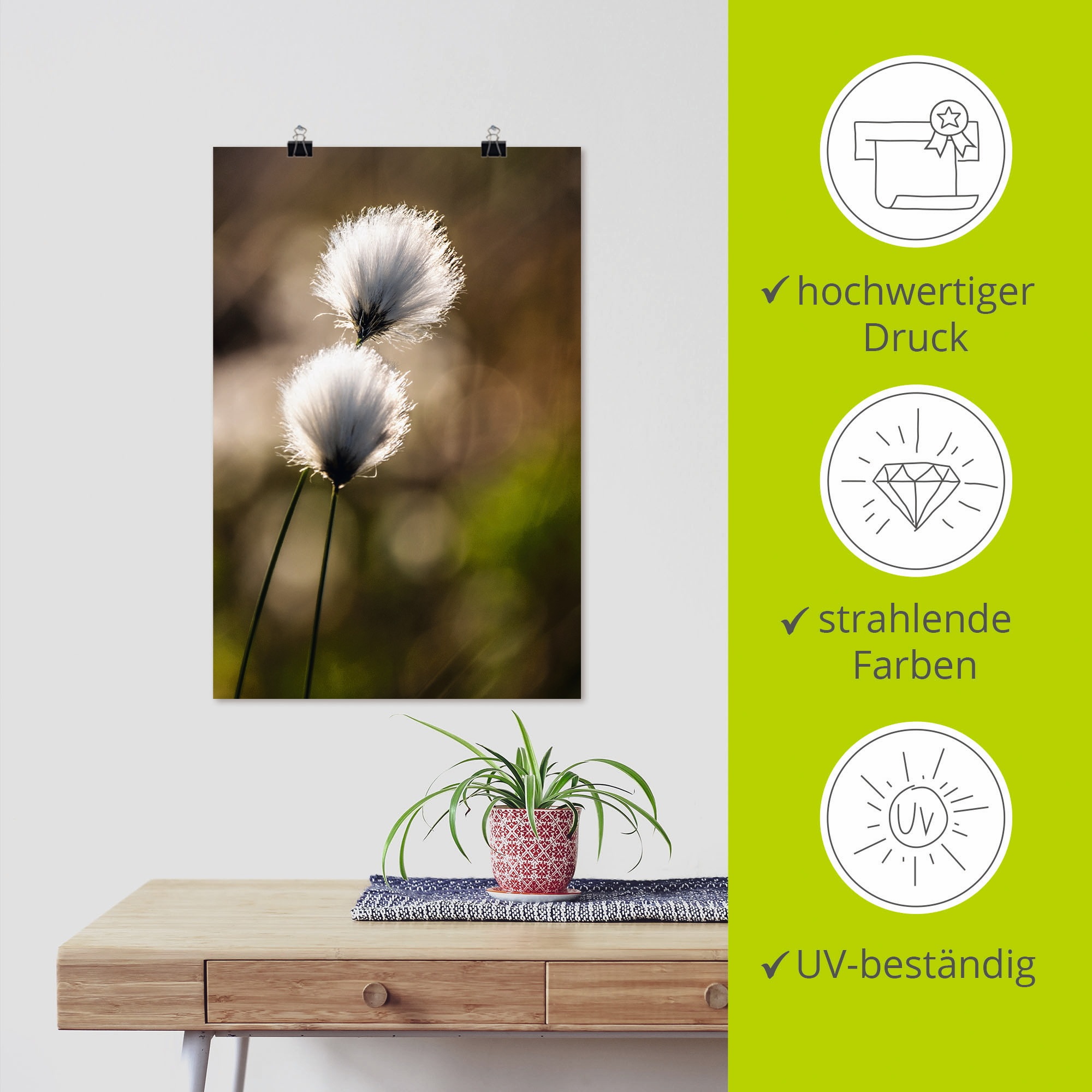 Artland Wandbild »Wollgras I«, Gräser, (1 St.), als Alubild, Outdoorbild, Leinwandbild, Poster in verschied. Größen