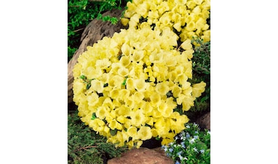 BCM Gehölze »Zwerg-Rhododendron 'Wren'«, (1 St.) kaufen