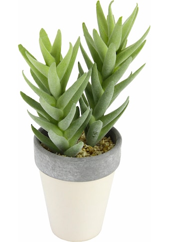 I.GE.A. Kunstpflanze »Succulente in Topf 25/11 cm«, (1 St.) kaufen