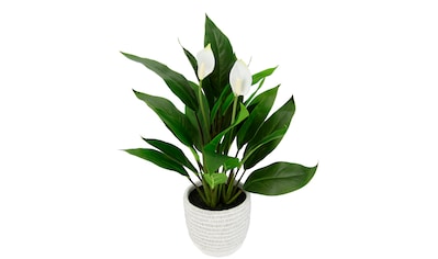 my home Kunstpflanze »Grünlilie«, Mit Hängeampe, künstliche Wasserlilie auf  Raten bestellen
