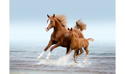 Fototapete »PFERDE IM GALOPP-ARABISCHE STUTE MIT FOHLEN TIER STRAND«