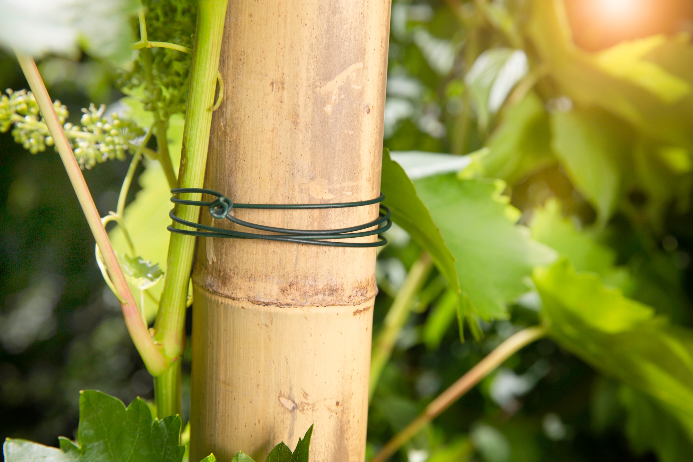Windhager Pflanzschnur »Gartendraht für Garten-, Binde- und Bastelarbeiten« 1 Stk. tlg. Blumendraht erhältlich in unterschiedlchen Größen, verzinkt, grün